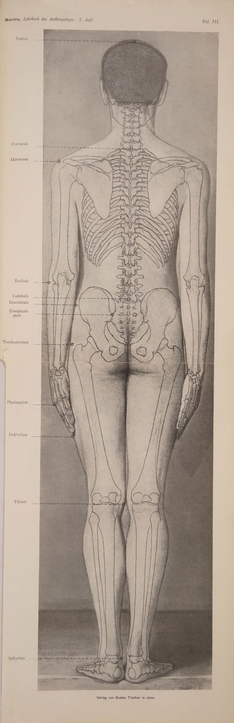 Taj. ITT, Vortex Ocrvicalo Akromion Radiate Lumbale Iliocristale Iliospinale post. Trochanterion Rhatangion Daktylion Tibiale Sphyrion