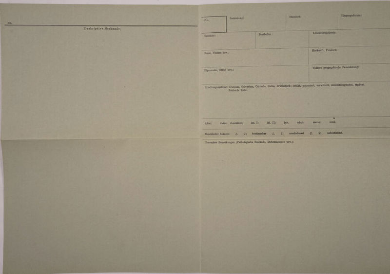 Deskriptive Merkmale No. Sammler: Sammlung: Standort: Eingangsdatum: Bearbeiter: Literaturnachweis: --—-- Herkunft, Fundort: Rasse, Stamm usw.: • Eigenname, Stand usw.: Weitere geographische Bezeichnung: Erhaltungszustand: Cranium, Calvarium, Calvaria, Calva, Fehlende Teile: Bruchstiick; intakt, mazeriert, verwittert, zusammengesetzt, erganzt. Alter: Jahre. Geschatzt: inf. I; inf. II: Geschlecht: bekannt &lt;J, $; bestimmbar &lt;J, juv. adult. matur. $; anscheinend &lt;?, ?; » senik unbestimmt. Besondere Bemerkungen (Pathologische Zustande, Deformationen usw.):
