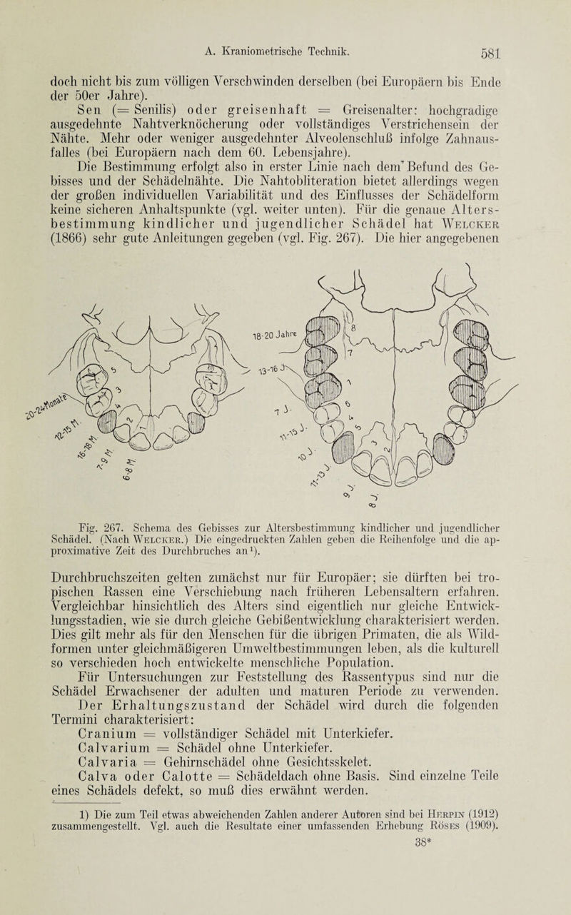 doch nicht bis zum volligen Verschwinden derselben (bei Europaern bis Ende der 50er Jahre). Sen (= Senilis) oder greisenhaft = Greisenalter: hochgradige ausgedehnte Naht vcrkn 6cherung oder vollstandiges Yerstrichensein der Nahte. Mehr oder weniger ausgedehnter AlveolenschluB infolge Zahnaus- falles (bei Europaern nach dem 60. Lebensjahre). Die Bestimmung erfolgt also in erster Linie nach denTBefund des Ge- bisses und der Schadelnahte. Die Nahtobliteration bietet allerdings wegen der groBen individuellen Variabilitat und des Einflusses der Schadelform keine sicheren Anhaltspunkte (ygl. weiter unten). Fiir die genaue Alters- bestimmung kindlicher und jugendlicher Schadel hat Welcker (1866) sehr gute Anleitungen gegeben (ygl. Fig. 267). Die hier angegebenen Fig. 267. Schema des Gebisses zur Altersbestimmung kindlicher und jugendlicher Schadel. (Nach Welcker.) Die eingedruckten Zahlen geben die Reihenfolge und die ap¬ proximative Zeit des Durchbruches an1). Durchbruchszeiten gelten zunachst nur fiir Europaer; sie diirften bei tro- pischen Bassen eine Verschiebung nach friiheren Lebensaltern erfahren. Yergleichbar hinsichtlich des Alters sind eigentlich nur gleiche Entwick- lungsstadien, wie sie durch gleiche GebiBentwicklung charakterisiert werden. Dies gilt mehr als fiir den Menschen fiir die iibrigen Primaten, die als Wild- formen unter gleichmaBigeren Umweltbestimmungen leben, als die kulturell so verschieden hoch entwickelte menschliche Population. Fiir Untersuchungen zur Feststellung des Kassentypus sind nur die Schadel Erwachsener der adulten und maturen Periode zu verwenden. Der Erhaltungszustand der Schadel wird durch die folgenden Termini charakterisiert: Cranium = vollstandiger Schadel mit Unterkiefer. Calvarium = Schadel ohne Unterkiefer. Calvaria = Gehirnschadel ohne Gesichtsskelet. Calva oder Calotte — Schadeldach ohne Basis. Sind einzelne Teile eines Schadels defekt, so muB dies erwahnt werden. 1) Die zum Teil etwas abweichenden Zahlen anderer Autoren sind bei Herpin (1912) zusammengestellt. Vgl. auch die Resultate einer umfassenden Erhebung Roses (1909). 38*