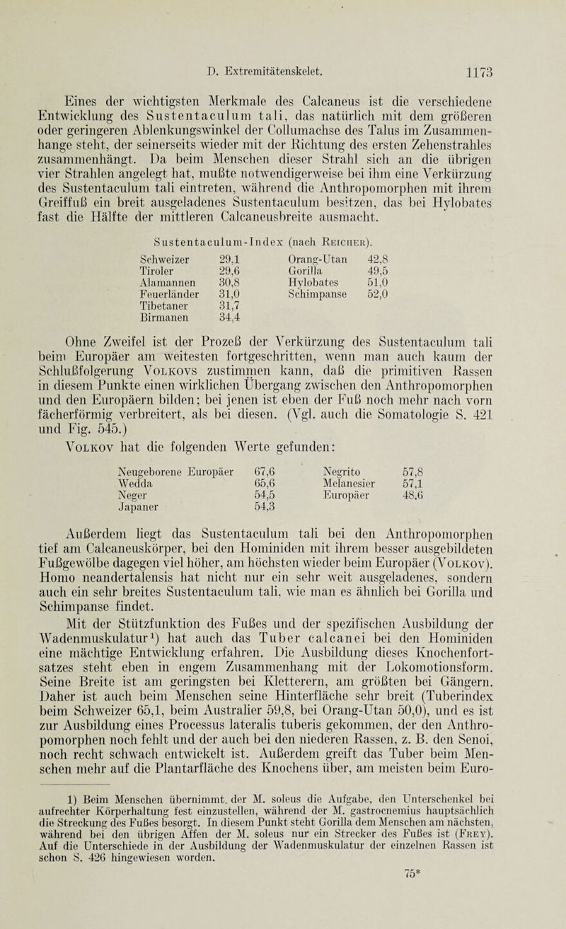 Eines der wichtigsten Merkmale des Calcaneus ist die verschiedene Entwicklung des Sustentaculum tali, das natiirlich mit deni groBeren oder geringeren Ablenkungswinkel der Collumachse des Talus im Zusammen- hange steht, der seinerseits wieder mit der Richtung des ersten Zehenstrahles zusammenhangt. Da beim Menschen dieser Strahl sick an die iibrigen vier Strahlen angelegt hat, muBte notwendigerweise bei ihm eine Verkiirzung des Sustentaculum tali eintreten, wahrend die Antliropomorphen mit ihrem GreiffuB ein breit ausgeladenes Sustentaculum besitzen, das bei Hylobates fast die Halfte der mittleren Calcaneusbreite ausmacht. Sustentaculum-Index (nach Reiciier). Schweizer 29.1 Orang-Utan 42,8 Tiroler 29,6 Gorilla 49,5 Alamannen 30,8 Hylobates 51.0 Feuerlander 31,0 Schimpanse 52,0 Tibetaner 31,7 Birmanen 34,4 Olme Zweifel ist der ProzeB der Verkiirzung des Sustentaculum tali beim Europaer am weitesten fortgeschritten, wenn man auch kaum der SchluBfolgerung Volkovs zustimmen kann, daB die primitiven Rassen in diesem Punkte einen wirklichen Ubergang zwischen den Anthropomorphen und den Europaern bilden; bei jenen ist eben der FuB noch mehr nach vorn facherformig verbreitert, als bei diesen. (Vgl. auch die Somatologie S. 421 und Fig. 545.) Volkov hat die folgenden Werte gefunden: Neugeborene Europaer 67,6 Negrito 57,8 We dll a 65,6 Melanesier 57,1 Neger 54,5 Europaer 48.6 Japaner 54,3 AuBerdem liegt das Sustentaculum tali bei den Anthropomorphen tief am Calcaneuskorper, bei den Hominiden mit ihrem besser ausgebildeten FuBgewolbe dagegen viel hoher, am hochsten wieder beim Europaer (Volkov). Homo neandertalensis hat nicht nur ein sehr weit ausgeladenes, sondern auch ein sehr breites Sustentaculum tali, wie man es ahnlich bei Gorilla und Schimpanse findet. Mit der Stiitzfunktion des FuBes und der spezifischen Ausbildung der Wadenmuskulaturx) hat auch das Tuber calcanei bei den Hominiden eine machtige Entwicklung erfahren. Die Ausbildung dieses Knochenfort- satzes steht eben in engem Zusammenhang mit der Lokomotionsform. Seine Breite ist am geringsten bei Kletterern, am groBten bei Gangern. Daher ist auch beim Menschen seine Hinterflache sehr breit (Tuberindex beim Schweizer 65,1, beim Australier 59,8, bei Orang-Utan 50,0), und es ist zur Ausbildung eines Processus lateralis tuberis gekommen, der den Anthro- pomorphen noch fehlt und der auch bei den niederen Rassen, z. B. den Senoi, noch recht schwach entwickelt ist. AuBerdem greift das Tuber beim Men¬ schen mehr anf die Plantarflache des Knochens iiber, am meisten beim Euro- 1) Beim Menschen iibernimmt. der M. soleus die Aufgabe, den Untersclienkel bei aufrechter Korperhaltung fest einzustellen, wahrend der M. gastrocnemius hauptsachlich die Streckung des FuBes besorgt. In diesem Punkt steht Gorilla dem Menschen am nachsten, wahrend bei den iibrigen Affen der M. soleus nur ein Strecker des FuBes ist (Frey). Auf die Unterschiede in der Ausbildung der Wadenmuskulatur der einzelnen Rassen ist schon S. 426 hingewiesen worden. 75*