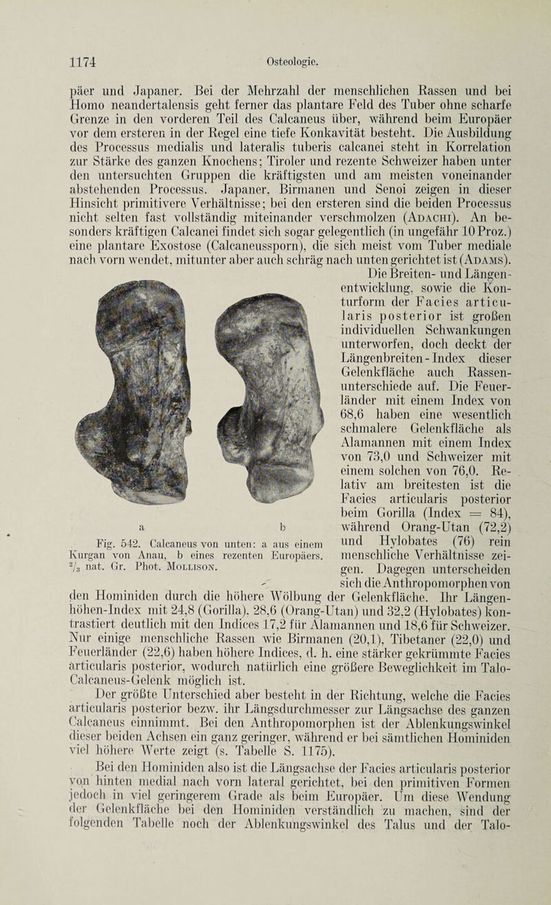 paer und Japaner. Bei der Mehrzahl der menschlichen Rassen und bei Homo neandertalensis geht ferner das plantare Feld des Tuber ohne scharfe Grenze in den vorderen Teil des Calcaneus iiber, wahrend beim Europaer vor dem ersteren in der Regel eine tiefe Konkavitat besteht. Die Ausbildung des Processus medialis und lateralis tuberis calcanei steht in Korrelation zur Starke des ganzen Knochens; Tiroler und rezente Schweizer haben unter den untersuchten Gruppen die kraftigsten und am meisten voneinander abstehenden Processus. Japaner. Birmanen und Senoi zeigen in dieser Hinsicht primitivere Yerhaltnisse; bei den ersteren sind die beiden Processus nicht selten fast vollstandig miteinander verschmolzen (Adachi). An be- sonders kraftigen Calcanei findet sich sogar gelegentlich (in ungefahr lOProz.) eine plantare Exostose (Calcaneussporn), die sich meist vom Tuber mediate nach vorn wendet, mitunter aber auch schrag nach unten gerichtet ist (Adams). Die Breiten- und Langen- entwicklung. sowie die Kon- turform der Facies artic 11- laris posterior ist groBen individuellen Schwankungen unterworfen, doch deckt der Langenbreiten - Index dieser Gelenkflache auch Rassen- unterschiede auf. Die Feuer- lander mit einem Index von 68,6 haben eine wesentlich schmalere Gelenkflache als Alamannen mit einem Index von 73,0 und Schweizer mit einem solchen von 76,0. Re- lativ am breitesten ist die Facies articularis posterior beim Gorilla (Index = 84), wahrend Orang-Utan (72,2) und Hylobates (76) rein menschliche Yerhaltnisse zei¬ gen. Dagegen unterscheiden - sich die Anthropomorphen von den Hominiden durch die hohere Wolbung der Gelenkflache. Ihr Langen- hohen-Index mit 24,8 (Gorilla). 28,6 (Orang-Utan) und 32,2 (Hylobates) kon- trastiert deutlich mit den Indices 17,2 fiir Alamannen und 18,6 fur Schweizer. Nur einige menschliche Rassen wie Birmanen (20,1), Tibetaner (22,0) und Feuerlander (22,6) haben hohere Indices, d. h. eine starker gekrummte Facies articularis posterior, wodurch natiirlich eine groBere Beweglichkeit im Talo- Calcaneus-Gelenk moglich ist. Der groBte Unterschied aber besteht in der Richtung, welche die Facies articularis posterior bezw. ihr Langsdurchmesser zur Langsachse des ganzen Calcaneus einnimmt. Bei den Anthropomorphen ist der Ablenkungswinkel dieser beiden Achsen ein ganz geringer, wahrend er bei samtlichen Hominiden viel hohere Werte zeigt (s. Tabelle S. 1175). Bei den Hominiden also ist die Langsachse der Facies articularis posterior von hinten medial nach vorn lateral gerichtet, bei den primitiven Formen jedoch in viel geringerem Grade als beim Europaer. Um diese Wendung der Gelenkflache bei den Hominiden verstandlich zu machen, sind der folgenden Tabelle noch der Ablenkungswinkel des Talus und der Talo- a Fig. 542. Calcaneus von unten: a aus einem Kurgan von Anau, b eines rezenten Europaers. 2/3 nat. Gr. Phot. Mollison.
