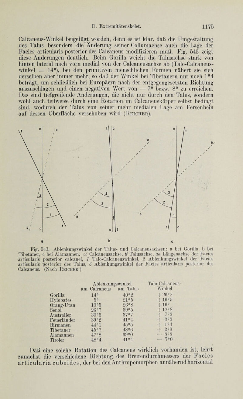 Calcaneus-Winkel beigefugt worden, denn es ist klar, daB die Umgestaltung des Talus besonders die Anderung seiner Collumachse auch die Lage der Facies articularis posterior des Calcaneus modifizieren muB. Fig. 543 zeigt diese Anderungen deutlich. Beim Gorilla weicht die Talusachse stark von hinten lateral nach vorn medial von der Calcaneusachse ab (Talo-Calcaneus- winkel = 14°), bei den primitiven menschlichen Formen nahert sie sich derselben aber immer mehr, so daB der Winkel bei Tibetanern nur noch 1°4 betragt, um schlieBlich bei Europaern nach der entgegengesetzten Richtung auszuschlagen und einen negativen Wert von —7° bezw. 8° zu erreichen. Das sind tiefgreifende Anderungen, die nicht nur durch den Talus, sondern wohl auch teilweise durch eine Rotation im Calcaneuskorper selbst bedingt sind, wodurch der Talus von seiner mehr medialen Lage am Fersenbein auf dessen Oberflache verschoben wird (Reicher). Fig. 543. Ablenkungswinkel der Talus- und Calcaneusachsen: a bei Gorilla, b bei Tibetaner, c bei Alamannen. cc Calcaneusachse, tt Talusachse, aa Langenachse der Facies articularis posterior calcanei, 1 Talo-Calcaneuswinkel, 2 Ablenkungswinkel der Facies articularis posterior des Talus, 3 Ablenkungswinkel der Facies articularis posterior des Calcaneus. (Nach Reicher.) Ablenkungswinkel Talo-Calcaneus- am Calcaneus am Talus Winkel Gorilla I40 40°2 + 26°2 Hylobates 5° 21°5 + 16°5 Orang-Utan 10°5 26°8 + 16° Senoi 26°7 39°5 + 12°8 Australier 30°5 37° 7 + 7°2 Feuerlander 39° 2 41° 4 + 2°2 Birmanen 44° 1 45°5 + 1°4 Tibetaner 45°7 48°6 + 2°9 Alamannen 47°8 39°0 — 8°8 Tiroler 48°4 41° 4 — 7°0 DaB eine solche Rotation des Calcaneus wirklich vorhanden ist, lehrt zunachst die verschiedene Richtung des Breitendurchmessers der Facies articularia cuboides, der bei denAnthropomorphen annahernd horizontal