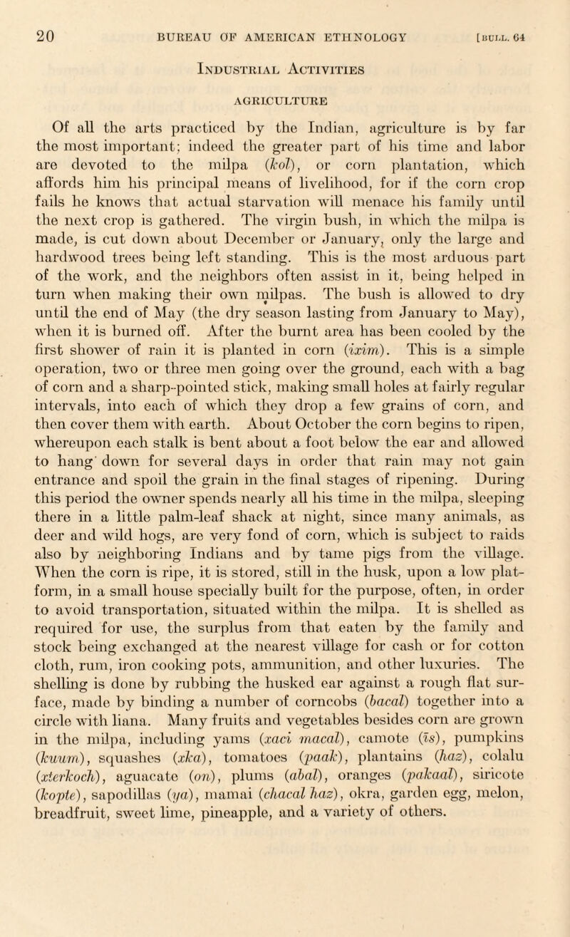 Industrial Activities AGRICULTURE Of all the arts practiced by the Indian, agriculture is by far the most important; indeed the greater part of his time and labor are devoted to the milpa (kol), or corn plantation, which affords him his principal means of livelihood, for if the corn crop fails he knows that actual starvation will menace his family until the next crop is gathered. The virgin bush, in which the milpa is made, is cut down about December or January, only the large and hardwood trees being left standing. This is the most arduous part of the work, and the neighbors often assist in it, being helped in turn when making their own milpas. The bush is allowed to dry until the end of May (the dry season lasting from January to May), when it is burned off. After the burnt area has been cooled by the first shower of rain it is planted in corn (ixim). This is a simple operation, two or three men going over the ground, each with a bag of corn and a sharp-pointed stick, making small holes at fairly regular intervals, into each of which they drop a few grains of corn, and then cover them with earth. About October the corn begins to ripen, whereupon each stalk is bent about a foot below the ear and allowed to hang down for several days in order that rain may not gain entrance and spoil the grain in the final stages of ripening. During this period the owner spends nearly all his time in the milpa, sleeping there in a little palm-leaf shack at night, since many animals, as deer and wild hogs, are very fond of corn, which is subject to raids also by neighboring Indians and by tame pigs from the village. When the corn is ripe, it is stored, still in the husk, upon a low plat¬ form, in a small house specially built for the purpose, often, in order to avoid transportation, situated within the milpa. It is shelled as required for use, the surplus from that eaten by the family and stock being exchanged at the nearest village for cash or for cotton cloth, rum, iron cooking pots, ammunition, and other luxuries. The shelling is done by rubbing the husked ear against a rough flat sur¬ face, made by binding a number of corncobs (bacal) together into a circle with liana. Many fruits and vegetables besides corn are grown in the milpa, including yams (xaci macal), camote (is), pumpkins (Jcuum), squashes (xka), tomatoes (padk), plantains (Jiaz), colalu (xterTcoch), aguacato (on), plums (abal), oranges (paJcaal), sirieote (Tcopte), sapodillas (yd), mamai (chacal haz), okra, garden egg, melon, breadfruit, sweet lime, pineapple, and a variety of others.