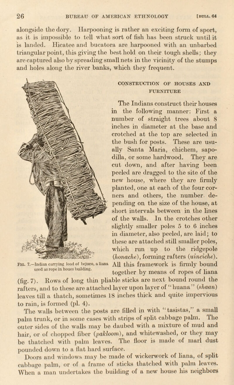 alongside the dory. Harpooning is rather an exciting form of sport, as it is impossible to tell what sort of fish has been struck until it is landed. Hicatee and bucatora are harpooned with an unbarbed triangular point, this giving the best hold on their tough shells; they are captured also by spreading small nets in the vicinity of the stumps and holes along the river banks, which they frequent. The Indians construct their houses in the following manner: First a number of straight trees about 8 inches in diameter at the base and crotched at the top are selected in the bush for posts. These are usu¬ ally Santa Maria, chichem, sapo- dilla, or some hardwood. They are cut down, and after having been peeled are dragged to the site of the new house, where they are firmly planted, one at each of the four cor¬ ners and others, the number, de¬ pending on the size of the house, at short intervals between in the lines of the walls. In the crotches other slightly smaller poles 5 to 6 inches in diameter, also peeled, are laid; to these are attached still smaller poles, which run up to the ridgepole (honache), forming rafters (uinciche). FIG. 7.—Indian carrying load of bejueo, a liana All this framework is firmly bound used as rope in houes building. , ,, , e <• , • together by means ot ropes ot liana (fig. 7). Rows of long thin pliable sticks are next bound round the rafters, and to these are attached layer upon layer of “ huana ’ (sliaan) leaves till a thatch, sometimes 18 inches thick and quite impervious to rain, is formed (pi. 4). The walls between the posts are filled in with ‘‘tasistas, a small palm trunk, or in some cases with strips of split cabbage palm, fllie outer sides of the walls may bo daubed with a mixture of mud and hair, or of chopped fiber (pakloom), and whitewashed, or they may be thatched witli palm leaves. The floor is made of marl dust pounded down to a flat hard surface. Doors and windows may be made of wickerwork of liana, of split cabbage palm, or of a frame of sticks thatched with palm leaves. When a man undertakes the building of a new house his neighbors CONSTRUCTION OF HOUSES AND FURNITURE