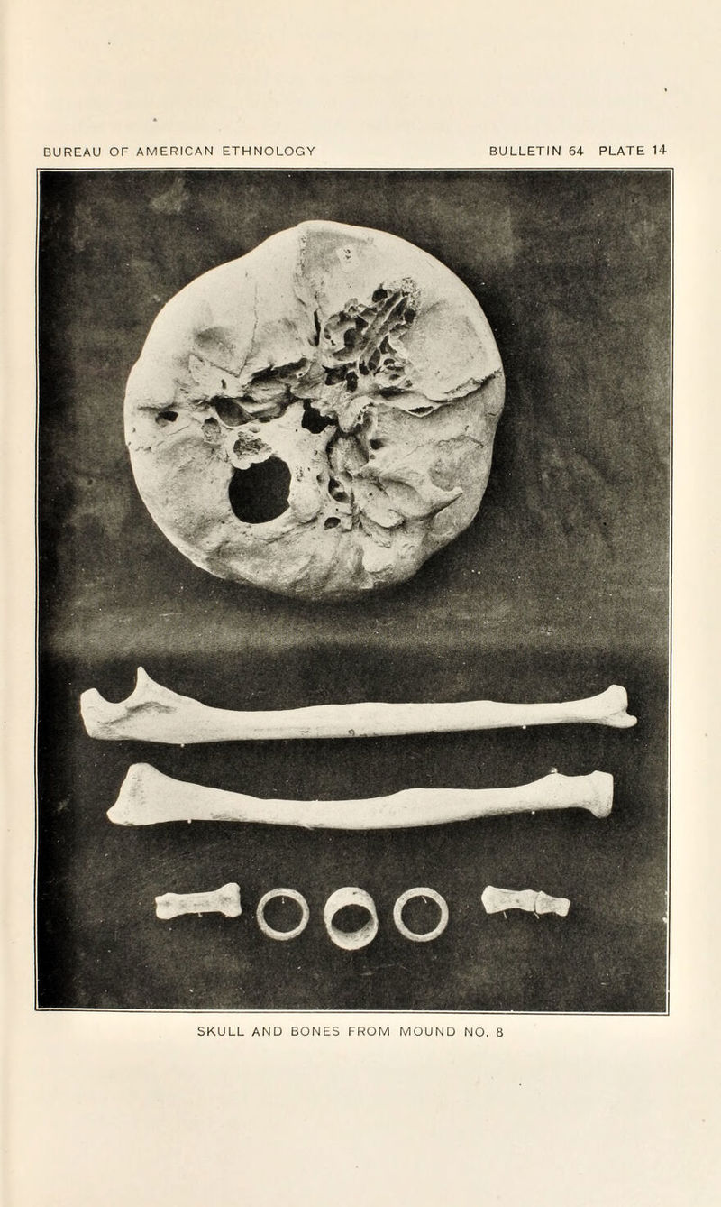 SKULL AND BONES FROM MOUND NO. 8