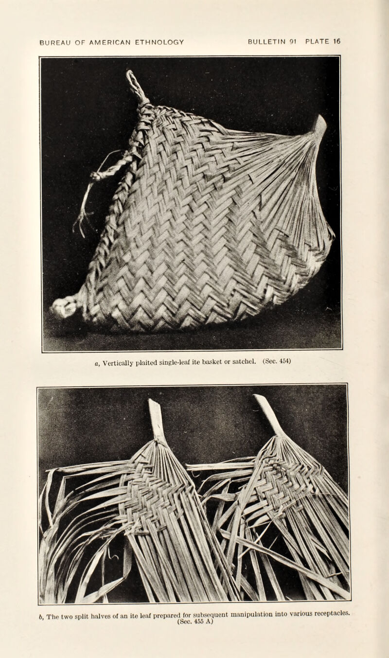 6 The two split halves of an ito leaf prepared for subsequent manipulation into various receptacles. (Sec. 455 A)