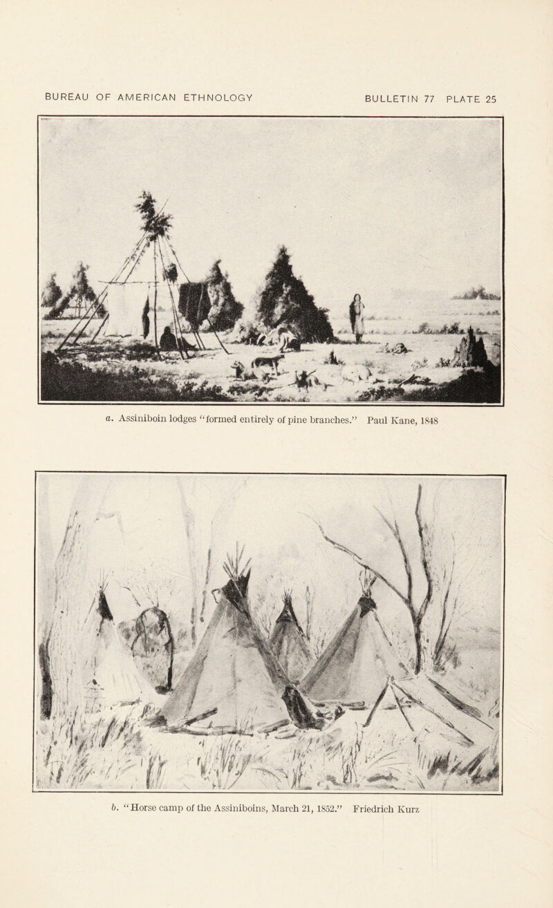 b. ‘'Horse camp of the Assiniboins, March 21, 1852.” Friedrich Kurz a. Assiiiiboin lodges “formed entirely of pine branches.” Paul Kane, 1848
