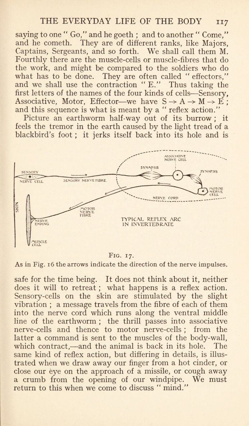 saying to one “ Go,” and he goeth ; and to another “ Come,” and he cometh. They are of different ranks, like Majors, Captains, Sergeants, and so forth. We shall call them M. Fourthly there are the muscle-cells or muscle-fibres that do %/ the work, and might be compared to the soldiers who do what has to be done. They are often called “ effectors,” and we shall use the contraction “ E.” Thus taking the first letters of the names of the four kinds of cells—Sensory, Associative, Motor, Effector—we have S -> A -> M -> E ; and this sequence is what is meant by a  reflex action.” Picture an earthworm half-way out of its burrow ; it feels the tremor in the earth caused by the light tread of a blackbird’s foot; it jerks itself back into its hole and is As in Fig. 16 the arrows indicate the direction of the nerve impulses. safe for the time being. It does not think about it, neither does it will to retreat; what happens is a reflex action. Sensory-cells on the skin are stimulated by the slight vibration ; a message travels from the fibre of each of them into the nerve cord which runs along the ventral middle line of the earthworm ; the thrill passes into associative nerve-cells and thence to motor nerve-cells ; from the latter a command is sent to the muscles of the body-wall, which contract,—and the animal is back in its hole. The same kind of reflex action, but differing in details, is illus¬ trated when we draw away our finger from a hot cinder, or close our eye on the approach of a missile, or cough away a crumb from the opening of our windpipe. We must return to this when we come to discuss  mind.”