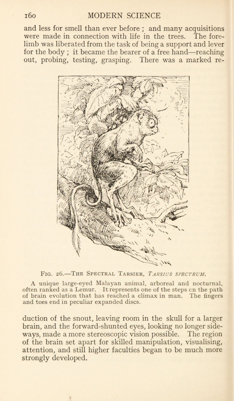 and less for smell than ever before ; and many acquisitions were made in connection with life in the trees. The fore¬ limb was liberated from the task of being a support and lever for the body ; it became the bearer of a free hand—reaching out, probing, testing, grasping. There was a marked re- Fig. 26.—The Spectral Tarsier, Tarsius spectrum. A unique large-eyed Malayan animal, arboreal and nocturnal, often ranked as a Lemur. It represents one of the steps cn the path of brain evolution that has reached a climax in man. The fingers and toes end in peculiar expanded discs. duction of the snout, leaving room in the skull for a larger brain, and the forward-shunted eyes, looking no longer side¬ ways, made a more stereoscopic vision possible. The region of the brain set apart for skilled manipulation, visualising, attention, and still higher faculties began to be much more strongly developed.