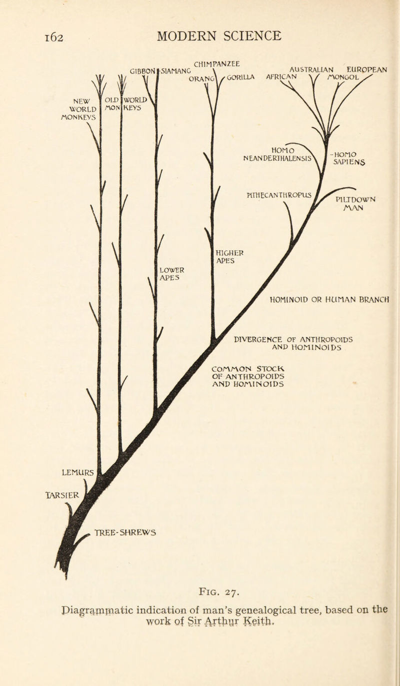 Fig. 27. Piagr^jnjnatic indication of man’s genealogical tree, based on the work of gir Arthur Keith.