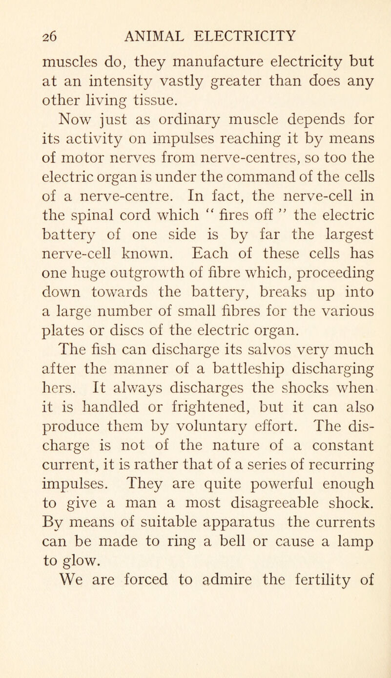 muscles do, they manufacture electricity but at an intensity vastly greater than does any other living tissue. Now just as ordinary muscle depends for its activity on impulses reaching it by means of motor nerves from nerve-centres, so too the electric organ is under the command of the cells of a nerve-centre. In fact, the nerve-cell in the spinal cord which “ fires off ” the electric battery of one side is by far the largest nerve-cell known. Each of these cells has one huge outgrowth of fibre which, proceeding down towards the battery, breaks up into a large number of small fibres for the various plates or discs of the electric organ. The fish can discharge its salvos very much after the manner of a battleship discharging hers. It always discharges the shocks when it is handled or frightened, but it can also produce them by voluntary effort. The dis¬ charge is not of the nature of a constant current, it is rather that of a series of recurring impulses. They are quite powerful enough to give a man a most disagreeable shock. By means of suitable apparatus the currents can be made to ring a bell or cause a lamp to glow. We are forced to admire the fertility of