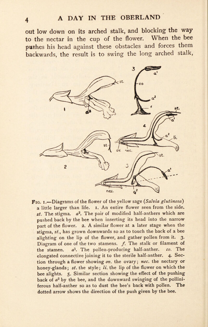 out low down on its arched stalk, and blocking the way to the nectar in the cup of the flower. When the bee pushes his head against these obstacles and forces them backwards, the result is to swing the long arched stalk, Fig. I.—Diagrams of the flower of the yellow sage {Salvia gluiinosa) a little larger than life. i. An entire flower seen from the side. st. The stigma, a^. The pair of modified half-anthers which are pushed back by the bee when inserting its head into the narrow part of the flower. 2. A similar flower at a later stage when the stigma, st., has grown downwards so as to touch the back of a bee alighting on the lip of the flower, and gather pollen from it. 3. Diagram of one of the two stamens, f. The stalk or filament of the stamen. a^. The pollen-producing half-anther. co. The elongated connective joining it to the sterile half-anther. 4. Sec¬ tion through a flower showing ov. the ovary; nec. the nectary or honey-glands j st. the style; li. the lip of the flower on which the bee alights. 5. Similar section showing the effect of the pushing back of a^ by the bee, and the downward swinging of the pollini- ferous half-anther so as to dust the bee’s back with pollen. The dotted arrow shows the direction of the push given by the bee.