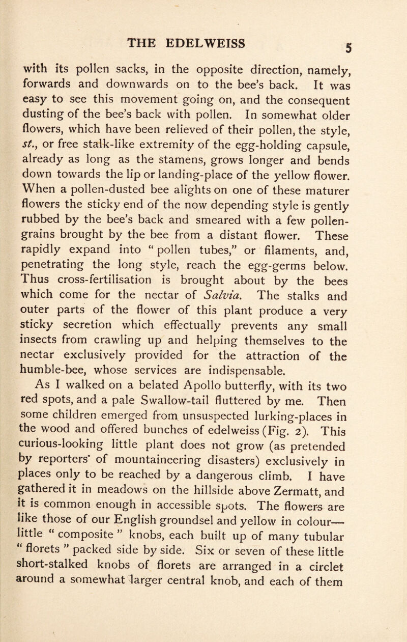 THE EDELWEISS with its pollen sacks, in the opposite direction, namely, forwards and downwards on to the bee’s back. It was easy to see this movement going on, and the consequent dusting of the bee’s back with pollen. In somewhat older flowers, which have been relieved of their pollen, the style, st.^ or free stalk-like extremity of the egg-holding capsule, already as long as the stamens, grows longer and bends down towards the lip or landing-place of the yellow flower. When a pollen-dusted bee alights on one of these maturer flowers the sticky end of the now depending style is gently rubbed by the bee’s back and smeared with a few pollen- grains brought by the bee from a distant flower. These rapidly expand into “ pollen tubes,” or filaments, and, penetrating the long style, reach the egg-germs below. Thus cross-fertilisation is brought about by the bees which come for the nectar of Salvia. The stalks and outer parts of the flower of this plant produce a very sticky secretion which effectually prevents any small insects from crawling up and helping themselves to the nectar exclusively provided for the attraction of the humble-bee, whose services are indispensable. As I walked on a belated Apollo butterfly, with its two red spots, and a pale Swallow-tail fluttered by me. Then some children emerged from unsuspected lurking-places in the wood and offered bunches of edelweiss (Fig. 2). This curious-looking little plant does not grow (as pretended by reporters* of mountaineering disasters) exclusively in places only to be reached by a dangerous climb. I have gathered it in meadows on the hillside above Zermatt, and it is common enough in accessible spots. The flowers are like those of our English groundsel and yellow in colour— little “ composite ” knobs, each built up of many tubular “ florets ” packed side by side. Six or seven of these little short-stalked knobs of florets are arranged in a circlet around a somewhat larger central knob, and each of them
