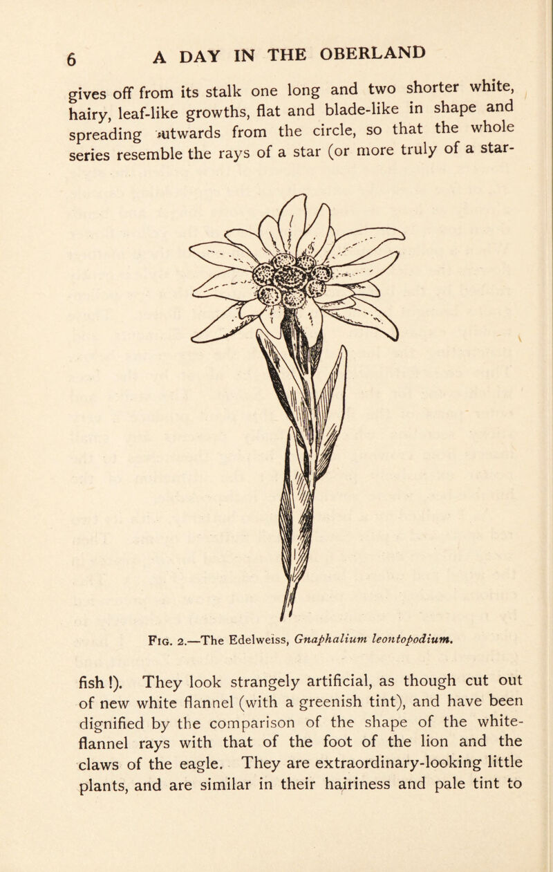 gives off from its stalk one long and two shorter white, hairy, leaf-like growths, flat and blade-like in shape and spreading rntwards from the circle, so that the whole series resemble the rays of a star (or more truly of a star- Fig. 2.—The Edelweiss, Gnaphalium leontopodium. fish!). They look strangely artificial, as though cut out of new white flannel (with a greenish tint), and have been dignified by the comparison of the shape of the white- flannel rays with that of the foot of the lion and the claws of the eagle. They are extraordinary-looking little plants, and are similar in their hairiness and pale tint to