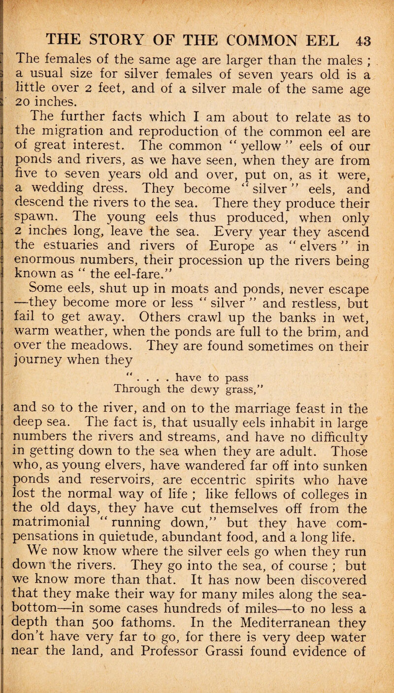 The females of the same age are larger than the males ; a usual size for silver females of seven years old is a little over 2 feet, and of a silver male of the same age 20 inches. The further facts which I am about to relate as to the migration and reproduction of the common eel are of great interest. The common “ yellow ” eels of our ponds and rivers, as we have seen, when they are from five to seven years old and over, put on, as it were, a wedding dress. They become “ silver ” eels, and descend the rivers to the sea. There they produce their spawn. The young eels thus produced, when only 2 inches long, leave the sea. Every year they ascend the estuaries and rivers of Europe as “ elvers ” in enormous numbers, their procession up the rivers being known as “ the eel-fare.” Some eels, shut up in moats and ponds, never escape —they become more or less “ silver ” and restless, but fail to get away. Others crawl up the banks in wet, warm weather, when the ponds are full to the brim, and over the meadows. They are found sometimes on their journey when they “ . . . . have to pass Through the dewy grass,” and so to the river, and on to the marriage feast in the deep sea. The fact is, that usually eels inhabit in large numbers the rivers and streams, and have no difficulty in getting down to the sea when they are adult. Those who, as young elvers, have wandered far off into sunken ponds and reservoirs, are eccentric spirits who have lost the normal way of life ; like fellows of colleges in the old days, they have cut themselves off from the matrimonial “ running down,” but they have com¬ pensations in quietude, abundant food, and a long life. We now know where the silver eels go when they run down the rivers. They go into the sea, of course ; but we know more than that. It has now been discovered that they make their way for many miles along the sea- bottom—in some cases hundreds of miles—to no less a depth than 500 fathoms. In the Mediterranean they don’t have very far to go, for there is very deep water near the land, and Professor Grassi found evidence of