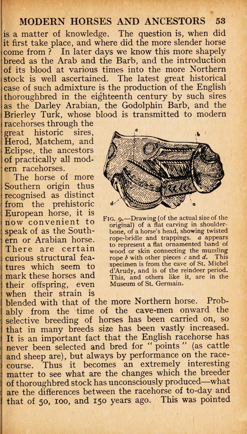 I MODERN HORSES AND ANCESTORS 53 is a matter of knowledge. The question is, when did it first take place, and where did the more slender horse (come from ? In later days we know this more shapely j breed as the Arab and the Barb, and the introduction :of its blood at various times into the more Northern > stock is well ascertained. The latest great historical jcase of such admixture is the production of the English i thoroughbred in the eighteenth century by such sires ;as the Darley Arabian, the Godolphin Barb, and the [Brierley Turk, whose blood is transmitted to modern j racehorses through the : great historic sires, j Herod, Matchem, and > Eclipse, the ancestors 3 of practically all mod- \ ern racehorses. The horse of more ] Southern origin thus ; recognised as distinct j from the prehistoric j European horse, it is > now convenient to : speak of as the South- ] ern or Arabian horse, j There are certain j curious structural fea- I tures which seem to c mark these horses and 1 their offspring, even ^ when their strain is [ blended with that of the more Northern horse. Prob- f ably from the time of the cave-men onward the : selective breeding of horses has been carried on, so j that in many breeds size has been vastly increased, t It is an important fact that the English racehorse has >! never been selected and bred for “ points (as cattle i and sheep are), but always by performance on the race- i course. Thus it becomes an extremely interesting : matter to see what are the changes which the breeder of thoroughbred stock has unconsciously produced—what are the differences between the racehorse of to-day and that of 50, 100, and 150 years ago. This was pointed Fig. 9.—Drawing (of the actual size of the original) of a flat carving in shoulder- bone, of a horse’s head, showing twisted rope-bridle and trappings, a appears to represent a flat ornamented band of wood or skin connecting the muzzling rope b with other pieces c and d. This specimen is from the cave of St. Michel d’Arudy, and is of the reindeer period. This, and others like it, are in the Museum of St. Germain.