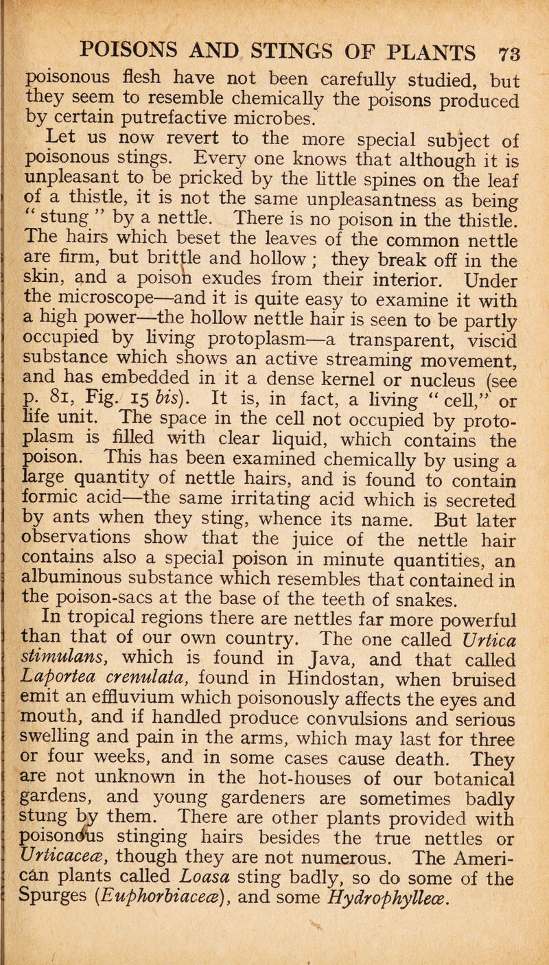 poisonous flesh have not been carefully studied, but they seem to resemble chemically the poisons produced by certain putrefactive microbes. Let us now revert to the more special subject of poisonous stings. Every one knows that although it is unpleasant to be pricked by the little spines on the leaf of a thistle, it is not the same unpleasantness as being “ stung ” by a nettle. There is no poison in the thistle. The hairs which beset the leaves of the common nettle are firm, but brittle and hollow; they break off in the skin, and a poison exudes from their interior. Under the microscope—and it is quite easy to examine it with a high power—the hollow nettle hair is seen to be partly occupied by living protoplasm—a transparent, viscid substance which shows an active streaming movement, and has embedded in it a dense kernel or nucleus (see p. 81, Fig. 15 bis). It is, in fact, a living “ cell,” or life unit. The space in the cell not occupied by proto¬ plasm is filled with clear liquid, which contains the poison. This has been examined chemically by using a large quantity of nettle hairs, and is found to contain formic acid—the same irritating acid which is secreted by ants when they sting, whence its name. But later observations show that the juice of the nettle hair contains also a special poison in minute quantities, an albuminous substance which resembles that contained in the poison-sacs at the base of the teeth of snakes. In tropical regions there are nettles far more powerful than that of our own country. The one called Urtica stimulans, which is found in Java, and that called Laportea crenulata, found in Hindostan, when bruised emit an effluvium which poisonously affects the eyes and mouth, and if handled produce convulsions and serious swelling and pain in the arms, which may last for three or four weeks, and in some cases cause death. They are not unknown in the hot-houses of our botanical gardens, and young gardeners are sometimes badly stung by them. There are other plants provided with poisonous stinging hairs besides the true nettles or Urticacecz, though they are not numerous. The Ameri¬ can plants called Loasa sting badly, so do some of the Spurges (Euphorbiacece), and some Hydrophyllece.