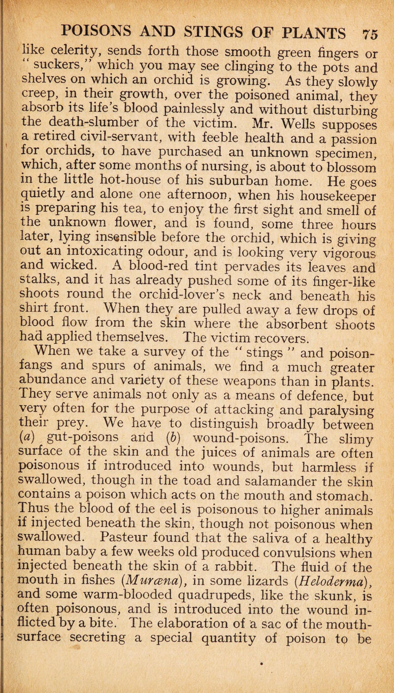 like celerity, sends forth those smooth green fingers or “ suckers/’ which you may see clinging to the pots and shelves on which an orchid is growing. As they slowly creep, in their growth, over the poisoned animal, they absorb its life’s blood painlessly and without disturbing the death-slumber of the victim. Mr. Wells supposes a retired civil-servant, with feeble health and a passion for. orchids, to have purchased an unknown specimen, which, after some months of nursing, is about to blossom in the little hot-house of his suburban home. He goes quietly and alone one afternoon, when his housekeeper is preparing his tea, to enjoy the first sight and smell of the unknown flower, and is found, some three hours later, lying insensible before the orchid, which is giving out an intoxicating odour, and is looking very vigorous and wicked. A blood-red tint pervades its leaves and stalks, and it has already pushed some of its finger-like shoots round the orchid-lover’s neck and beneath his shirt front. When they are pulled away a few drops of blood flow from the skin where the absorbent shoots had applied themselves. The victim recovers. When we take a survey of the “ stings ” and poison- fangs and spurs of animals, we find a much greater abundance and variety of these weapons than in plants. They serve animals not only as a means of defence, but very often for the purpose of attacking and paralysing their prey. We have to distinguish broadly between (a) gut-poisons arid (b) wound-poisons. The slimy surface of the skin and the juices of animals are often poisonous if introduced into wounds, but harmless if swallowed, though in the toad and salamander the skin contains a poison which acts on the mouth and stomach. Thus the blood of the eel is poisonous to higher animals if injected beneath the skin, though not poisonous when swallowed. Pasteur found that the saliva of a healthy human baby a few weeks old produced convulsions when injected beneath the skin of a rabbit. The fluid of the mouth in fishes (Murcena), in some lizards (Heloderma), and some warm-blooded quadrupeds, like the skunk, is often poisonous, and is introduced into the wound in¬ flicted by a bite. The elaboration of a sac of the mouth- surface secreting a special quantity of poison to be