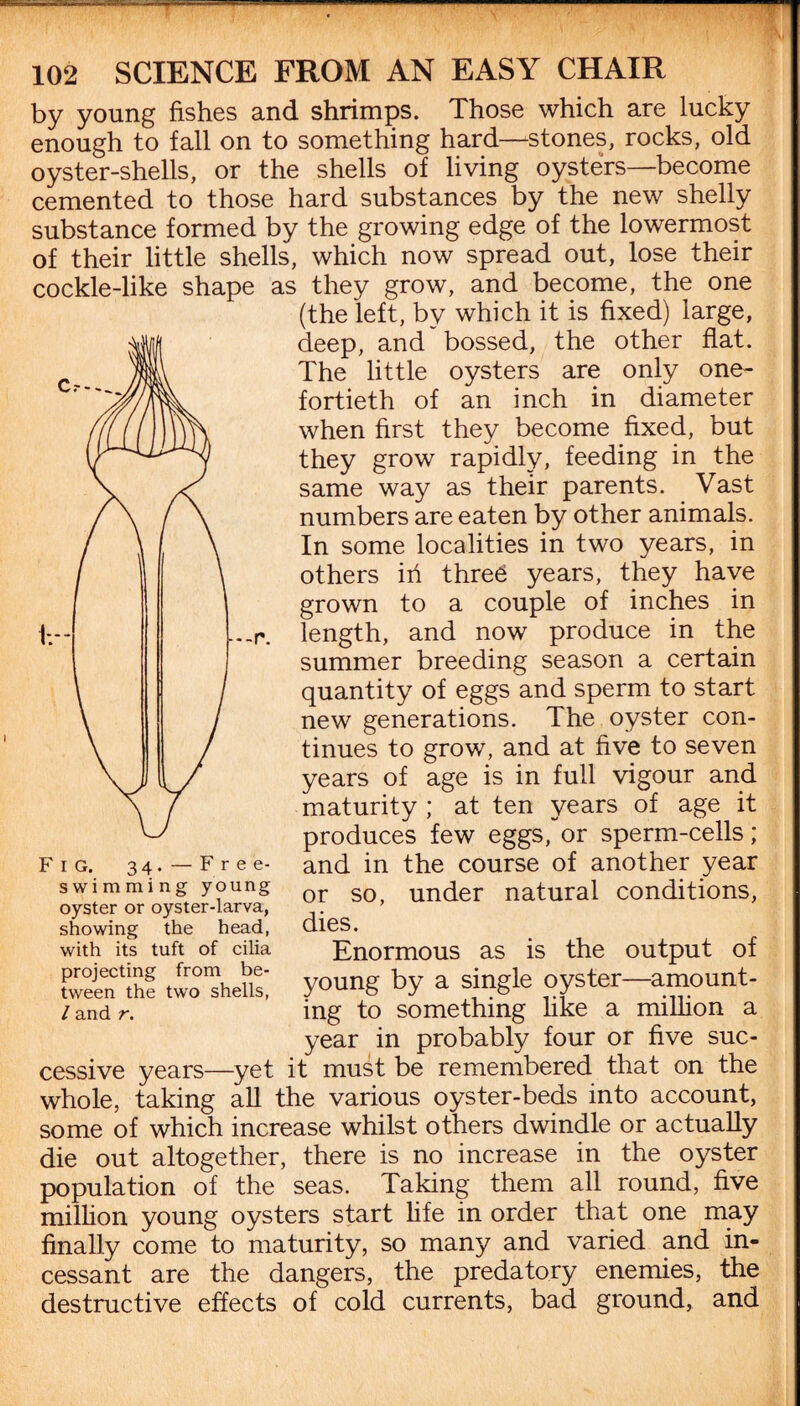 —---:-- 102 SCIENCE FROM AN EASY CHAIR by young fishes and shrimps. Those which are lucky enough to fall on to something hard—-stones, rocks, old oyster-shells, or the shells of living oysters—become cemented to those hard substances by the new shelly substance formed by the growing edge of the lowermost of their little shells, which now spread out, lose their cockle-like shape as they grow, and become, the one (the left, by which it is fixed) large, deep, and bossed, the other flat. The little oysters are only one- fortieth of an inch in diameter when first they become fixed, but they grow rapidly, feeding in the same way as their parents. Vast numbers are eaten by other animals. In some localities in two years, in others iri thre£ years, they have grown to a couple of inches in length, and now produce in the summer breeding season a certain quantity of eggs and sperm to start new generations. The oyster con¬ tinues to grow, and at five to seven years of age is in full vigour and maturity ; at ten years of age it produces few eggs, or sperm-cells; and in the course of another year or so, under natural conditions, dies. Enormous as is the output of young by a single oyster—amount¬ ing to something like a million a year in probably four or five suc¬ cessive years—yet it must be remembered that on the whole, taking all the various oyster-beds into account, some of which increase whilst others dwindle or actually die out altogether, there is no increase in the oyster population of the seas. Taking them all round, five million young oysters start life in order that one may finally come to maturity, so many and varied and in¬ cessant are the dangers, the predatory enemies, the destructive effects of cold currents, bad ground, and Fig. 34. - Free- swimming young oyster or oyster-larva, showing the head, with its tuft of cilia projecting from be¬ tween the two shells, / and r.