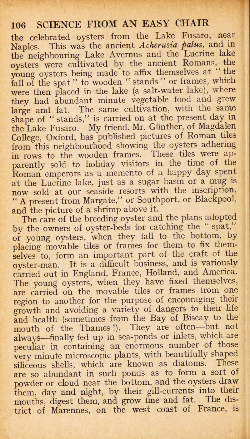 the celebrated oysters from the Lake Fusaro, near Naples. This was the ancient Acherusia palus, and in the neighbouring Lake Avernus and the Lucrine lake oysters were cultivated by the ancient Romans, ^ the young oysters being made to affix themselves at “ the fall of the spat ” to wooden stands ” or frames, which were then placed in the lake (a salt-water lake), where they had abundant minute vegetable food and grew large and fat. The same cultivation, with the same shape of  stands,” is carried on at the present day in the Lake Fusaro. My friend, Mr. Gunther, of Magdalen College, Oxford, has published pictures of Roman tiles from this neighbourhood showing the oysters adhering in rows to the wooden frames. These tiles were ap¬ parently sold to holiday visitors in the time of the Roman emperors as a memento of a happy day spent at the Lucrine lake, just as a sugar basin or a mug is now sold at our seaside resorts with the inscription, “ A present from Margate,” or Southport, or Blackpool, and the picture of a shrimp above it. The care of the breeding oyster and the plans adopted by the owners of oyster-beds for catching the “ spat,” or young oysters, when they fall to the bottom, by placing movable tiles or frames for them to fix them¬ selves to, form an important part of the craft of the oyster-man. It is a difficult business, and is variously carried out in England, France, Holland, and America. The young oysters, when they have fixed themselves, are carried on the movable tiles or frames from one region to another for the purpose of encouraging their growth and avoiding a variety of dangers to their fife and health (sometimes from the Bay of Biscay to the mouth of the Thames !). They are often—but not always—finally fed up in sea-ponds or inlets, which are peculiar in containing an enormous number of those very minute microscopic plants, with beautifully shaped siliceous shells, which are known as diatoms. These are so abundant in such ponds as to form a sort of powder or cloud near the bottom, and the oysters draw them, day and night, by their gill-currents into their mouths, digest them, and grow fine and fat. The dis¬ trict of Marennes, on the west coast of France, is