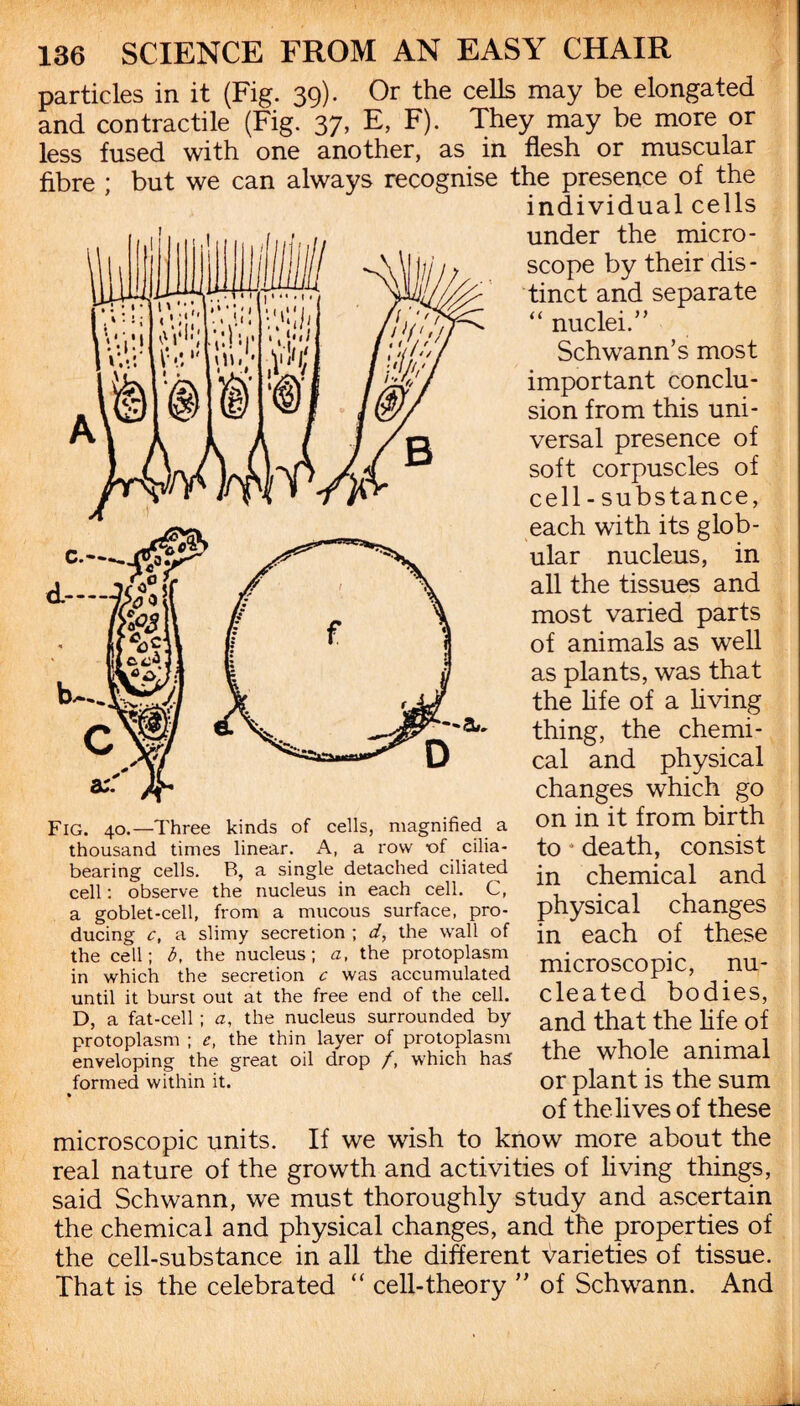 particles in it (Fig. 39). Or the cells may be elongated and contractile (Fig. 37, E, F). They may be more or less fused with one another, as in flesh or muscular fibre ; but we can always recognise the presence of the individual cells d—- under the micro¬ scope by their dis¬ tinct and separate “ nuclei.” Schwann’s most important conclu¬ sion from this uni¬ versal presence of soft corpuscles of cell - substance, each with its glob¬ ular nucleus, in all the tissues and most varied parts of animals as well as plants, was that the life of a living thing, the chemi¬ cal and physical changes which go on in it from birth to 4 death, consist in chemical and Fig. 40.—Three kinds of cells, magnified a thousand times linear. A, a row xaf cilia - bearing cells. B, a single detached ciliated cell: observe the nucleus in each cell. C, , . , , a goblet-cell, from a mucous surface, pro- pnySlCai CUangeS ducing c, a slimy secretion ; d, the wall of in each of these the cell; b, the nucleus; a, the protoplasm mYrn^rrmir ni1. in which the secretion c was accumulated iiiigiu until it burst out at the free end of the cell. Cleated bodies, D, a fat-cell ; a, the nucleus surrounded by ancl that the life of protoplasm ; e, the thin layer of protoplasm 7TU ,, • i enveloping the great oil drop /, which has the whole animal formed within it. or plant is the sum of the lives of these microscopic units. If we wish to know more about the real nature of the growth and activities of living things, said Schwann, we must thoroughly study and ascertain the chemical and physical changes, and the properties of the cell-substance in all the different varieties of tissue. That is the celebrated “ cell-theory ” of Schwann. And