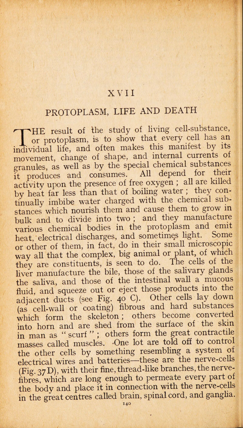 7T' XVII PROTOPLASM, LIFE AND DEATH THE result of the study of living cell-substance, or protoplasm, is to show that every cell has an individual life, and often makes this manifest by its movement, change of shape, and internal currents o granules, as well as by the special chemical substances it produces and consumes. All depend for their activity upon the presence of free oxygen , all are killed by heat far less than that of boiling water ; they con¬ tinually imbibe water charged with the chemical sub¬ stances which nourish them and cause them to grow in bulk and to divide into two ; and they manufacture various chemical bodies in the protoplasm and emit heat, electrical discharges, and sometimes light. Some or other of them, in fact, do in their small microscopic way all that the complex, big animal or plant, of which they are constituents, is seen to do. The cells of the liver manufacture the bile, those of the salivary glands the saliva, and those of the intestinal wall a mucous fluid and squeeze out or eject those products into the adjacent ducts (see Fig. 40 C). Other cells lay down (as cell-wall or coating) fibrous and hard substances which form the skeleton ; others become converted into horn and are shed from the surface of the skin in man as “ scurf ” ; others form the great contractile masses called muscles. -One lot are told off to control the other cells by something resembling a system of electrical wires and batteries—these are the nerve-cells (Fig. 37D), with their fine, thread-like branches, the nerve- fibres, which are long enough to permeate every part of the body and place it in connection with the nerve-cells in the great centres called brain, spinal cord, and ganglia.