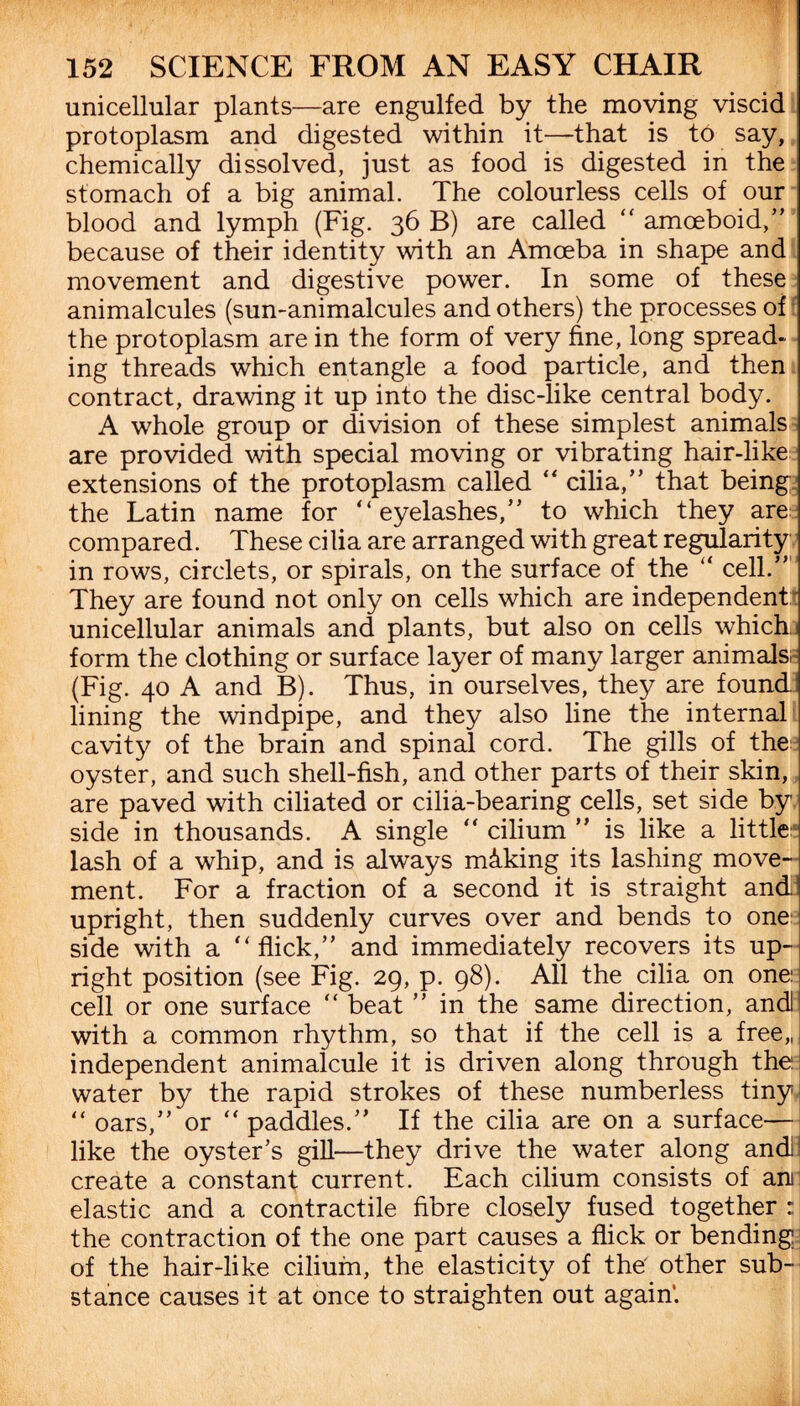 unicellular plants—are engulfed by the moving viscid protoplasm and digested within it—that is to say, chemically dissolved, just as food is digested in the stomach of a big animal. The colourless cells of our blood and lymph (Fig. 36 B) are called “ amoeboid/’ because of their identity with an Amoeba in shape and movement and digestive power. In some of these animalcules (sun-animalcules and others) the processes of the protoplasm are in the form of very fine, long spread¬ ing threads which entangle a food particle, and then contract, drawing it up into the disc-like central body. A whole group or division of these simplest animals are provided with special moving or vibrating hair-like extensions of the protoplasm called “ cilia,” that being the Latin name for “eyelashes,” to which they are compared. These cilia are arranged with great regularity in rows, circlets, or spirals, on the surface of the “ cell.” They are found not only on cells which are independent unicellular animals and plants, but also on cells which form the clothing or surface layer of many larger animals. (Fig. 40 A and B). Thus, in ourselves, they are found: lining the windpipe, and they also line the internal cavity of the brain and spinal cord. The gills of the oyster, and such shell-fish, and other parts of their skin, are paved with ciliated or cilia-bearing cells, set side by side in thousands. A single “ cilium ” is like a little lash of a whip, and is always miking its lashing move¬ ment. For a fraction of a second it is straight and! upright, then suddenly curves over and bends to one side with a “flick,” and immediately recovers its up¬ right position (see Fig. 29, p. 98). All the cilia on one; cell or one surface “ beat ” in the same direction, andl with a common rhythm, so that if the cell is a free,, independent animalcule it is driven along through the water by the rapid strokes of these numberless tiny “ oars,” or “ paddles.” If the cilia are on a surface— like the oyster’s gill—they drive the water along and! create a constant current. Each cilium consists of aru elastic and a contractile fibre closely fused together: the contraction of the one part causes a flick or bending of the hair-like cilium, the elasticity of the' other sub¬ stance causes it at once to straighten out again'.