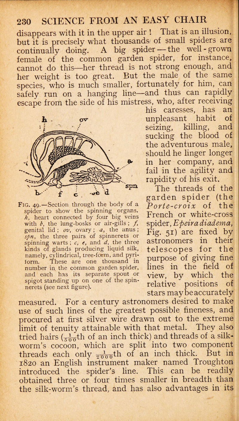 disappears with it in the upper air 1 lhat is an illusion, but it is precisely what thousands of small spiders are continually doing. A big spider —the well-grown female of the common garden spider, for instance, cannot do this—her thread is not strong enough, and her weight is too great. But the male of the same species, who is much smaller, fortunately for him, can safely run on a hanging line—and thus can rapidly escape from the side of his mistress, who, after receiving his caresses, has an unpleasant habit of seizing, killing, and sucking the blood of the adventurous male, should he linger longer in her company, and fail in the agility and rapidity of his exit. The threads of the garden spider (the Porte-croix of the French or white-cross spider, Epeira diadema, Fig. 51) are fixed by astronomers in their telescopes for the purpose of giving fine lines in the field of view, bv which the relative positions of stars may be accurately measured. For a century astronomers desired to make use of such lines of the greatest possible fineness, and procured at first silver wire drawn out to the extreme limit of tenuity attainable with that metal. They also tried hairs (5-jyoth of an inch thick) and threads of a silk¬ worm’s cocoon, which are split into two component threads each only o-^outh of an inch thick. But in 1820 an English instrument maker named Troughton introduced the spider’s line. This can be readily obtained three or four times smaller in breadth than the silk-worm’s thread, and has also advantages in its Fig. 49.—Section through the body of a spider to show the spinning organs. h, heart connected by four big veins with b, the lung-bosks or air-gills ; f, genital lid ; ov, ovary; a, the anus ; spn, the three pairs of spinnerets or spinning warts ; c, e, and d, the three kinds of glands producing liquid silk, namely, cylindrical, tree-form, and pyri- iorrn. These are one thousand in number in the common garden spider, and each has its separate spout or spigot standing up on one of the spin¬ nerets (see next figure).