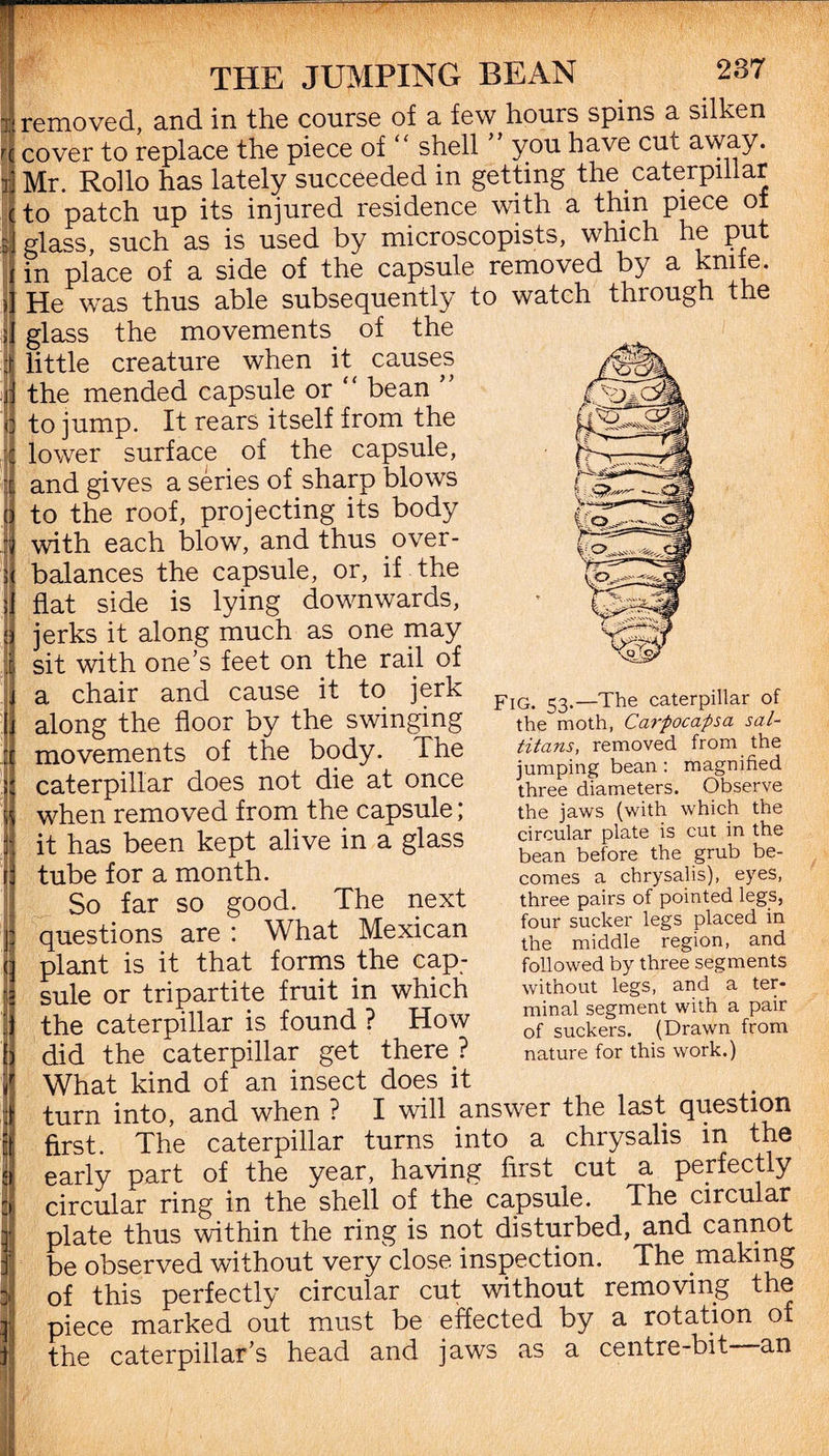 removed, and in the course of a few hours spins a silken cover to replace the piece of “ shell ’ you have cut away. Mr. Rollo has lately succeeded in getting the caterpillar to patch up its injured residence with a thin piece of glass, such as is used by microscopists, which he put in place of a side of the capsule removed by a knife. He was thus able subsequently to watch through the glass the movements of the little creature when it causes the mended capsule or “ bean ” to jump. It rears itself from the lower surface of the capsule, and gives a series of sharp blows to the roof, projecting its body with each blow, and thus over¬ balances the capsule, or, if the flat side is lying downwards, jerks it along much as one may sit with one’s feet on the rail of a chair and cause it to jerk along the floor by the swinging movements of the body. The caterpillar does not die at once when removed from the capsule; it has been kept alive in a glass tube for a month. So far so good. The next questions are : What Mexican plant is it that forms the cap¬ sule or tripartite fruit in which the caterpillar is found ? How What kind of an insect does it turn into, and when ? I will answer the last question first. The caterpillar turns into a chrysalis m the early part of the year, having first cut a perfectly circular ring in the shell of the capsule. The circular plate thus within the ring is not disturbed, and cannot be observed without very close inspection. The making of this perfectly circular cut without removing the piece marked out must be effected by a rotation of the caterpillar’s head and jaws as a centre-bit an Fig. 53 The caterpillar of thednoth, Carpocapsa sal- titans, removed from the jumping bean : magnified three diameters. Observe the jaws (with which the circular plate is cut in the bean before the grub be¬ comes a chrysalis), eyes, three pairs of pointed legs, four sucker legs placed in the middle region, and followed by three segments without legs, and a ter¬ minal segment with a pair of suckers. (Drawn from