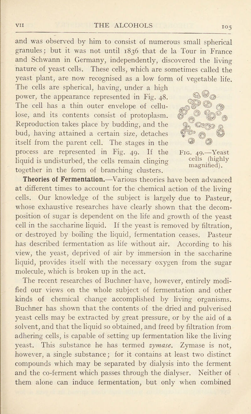 !05 and was observed by him to consist of numerous small spherical granules; but it was not until 1836 that de la Tour in France and Schwann in Germany, independently, discovered the living nature of yeast cells. These cells, which are sometimes called the yeast plant, are now recognised as a low form of vegetable life. The cells are spherical, having, under a high power, the appearance represented in Fig. 48. The cell has a thin outer envelope of cellu¬ lose, and its contents consist of protoplasm. Reproduction takes place by budding, and the bud, having attained a certain size, detaches itself from the parent cell. The stages in the process are represented in Fig. 49. If the liquid is undisturbed, the cells remain clinging together in the form of branching clusters. Theories of Fermentation.—Various theories have been advanced at different times to account for the chemical action of the living cells. Our knowledge of the subject is largely due to Pasteur, whose exhaustive researches have clearly shown that the decom¬ position of sugar is dependent on the life and growth of the yeast cell in the saccharine liquid. If the yeast is removed by filtration, or destroyed by boiling the liquid, fermentation ceases. Pasteur has described fermentation as life without air. According to his view, the yeast, deprived of air by immersion in the saccharine liquid, provides itself with the necessary oxygen from the sugar molecule, which is broken up in the act. The recent researches of Buchner-have, however, entirely modi¬ fied our views on the whole subject of fermentation and other kinds of chemical change accomplished by living organisms. Buchner has shown that the contents of the dried and pulverised yeast cells may be extracted by great pressure, or by the aid of a solvent, and that the liquid so obtained, and freed by filtration from adhering cells, is capable of setting up fermentation like the living yeast. This substance he has termed zymase. Zymase is not, however, a single substance; for it contains at least two distinct compounds which may be separated by dialysis into the ferment and the co-ferment which passes through the dialyser. Neither of them alone can induce fermentation, but only when combined Fig. 49.—-Yeast cells (highly magnified).