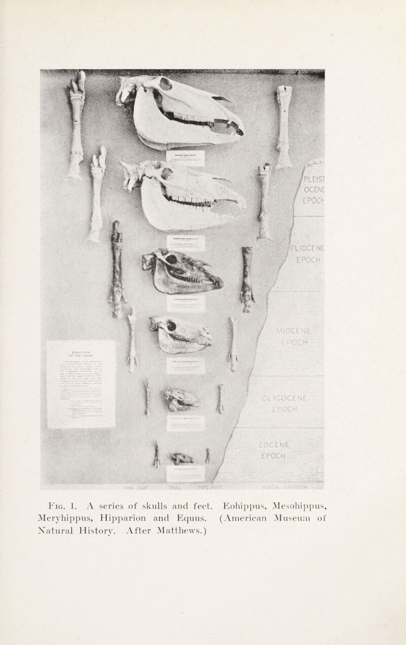 EiST OCEME £POO RIOCEMF ’EPOCH DL (COCE ne: t POCH E 0 C E N E EPOCH POC H Fig. 1. A series of skulls and feet. Eohippus, Mesohippus, Meryhippus, Hipparion and Equus. (American Museum of Natural History. After Matthews.)