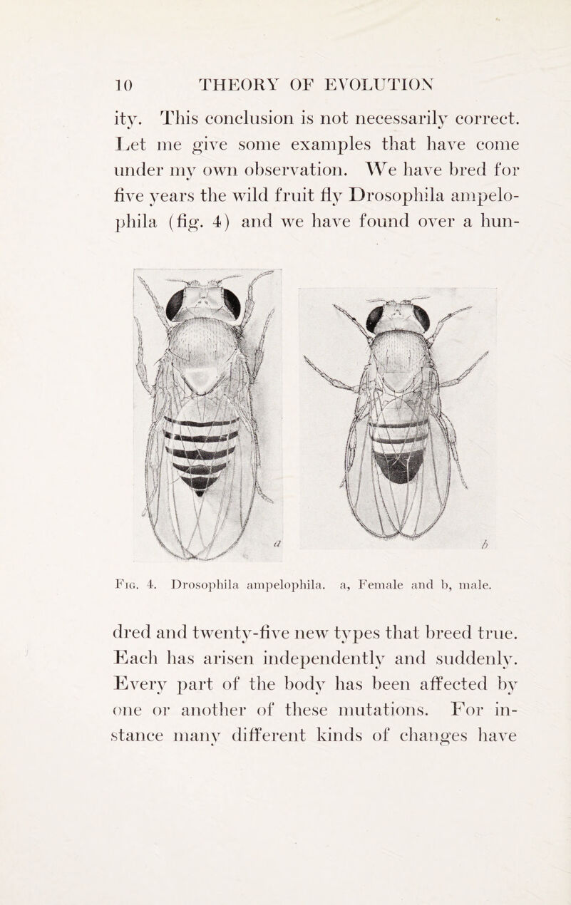 ity. This conclusion is not necessarily correct. Let me give some examples that have come under my own observation. We have bred for five years the wild fruit fly Drosophila ampelo- phila (fig. 4) and we have found over a hun- Fig. 4. Drosophila ampelophila. a, Female and b, male. dred and twenty-five new types that breed true. Each has arisen independently and suddenly. Every part of the body has been affected by one or another of these mutations. For in¬ stance many different kinds of changes have
