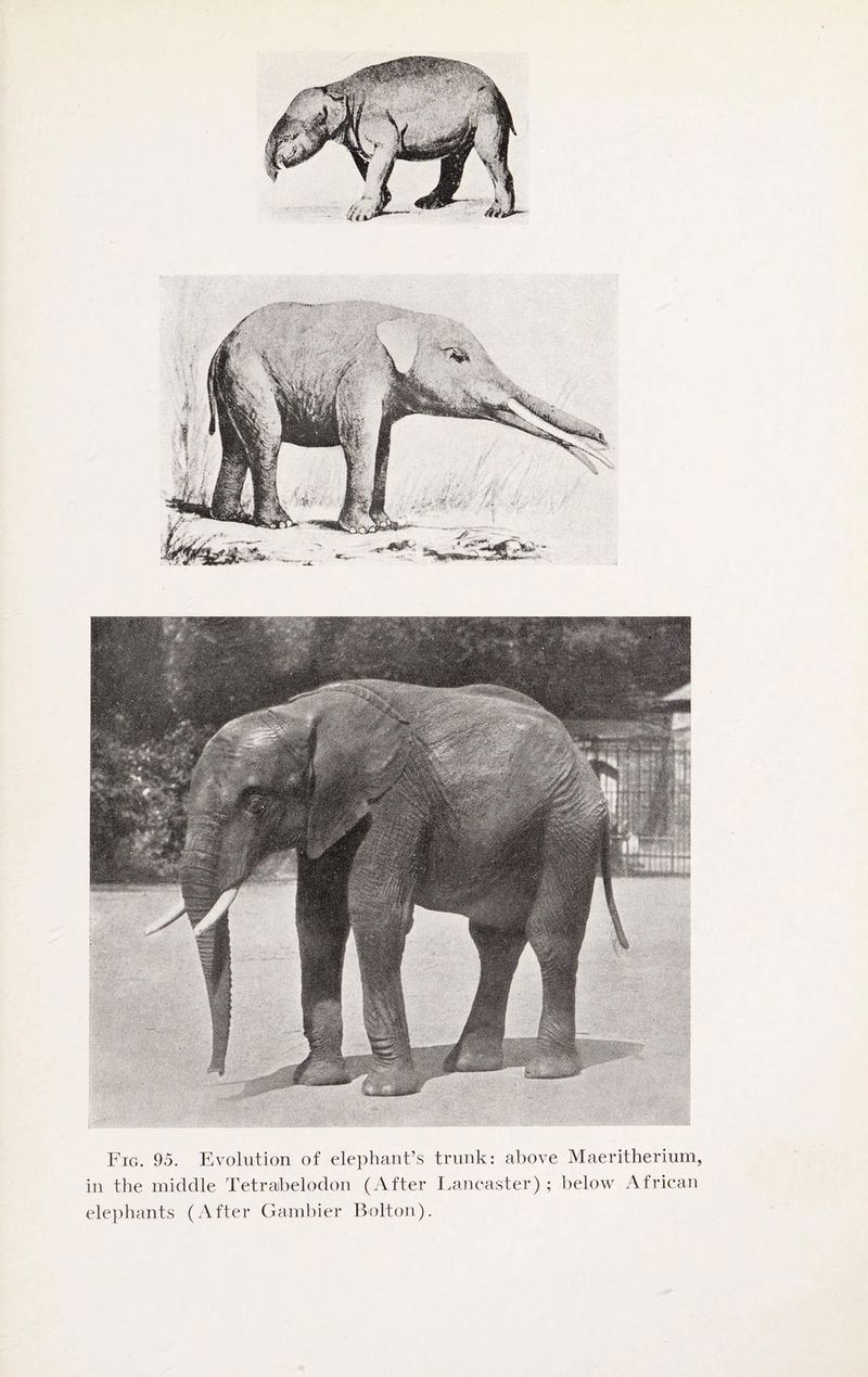Fig. 95. Evolution of elephant’s trunk: above Maeritherium, in the middle Tetraibelodon (After Lancaster) ; below African elephants (After Gambier Bolton).