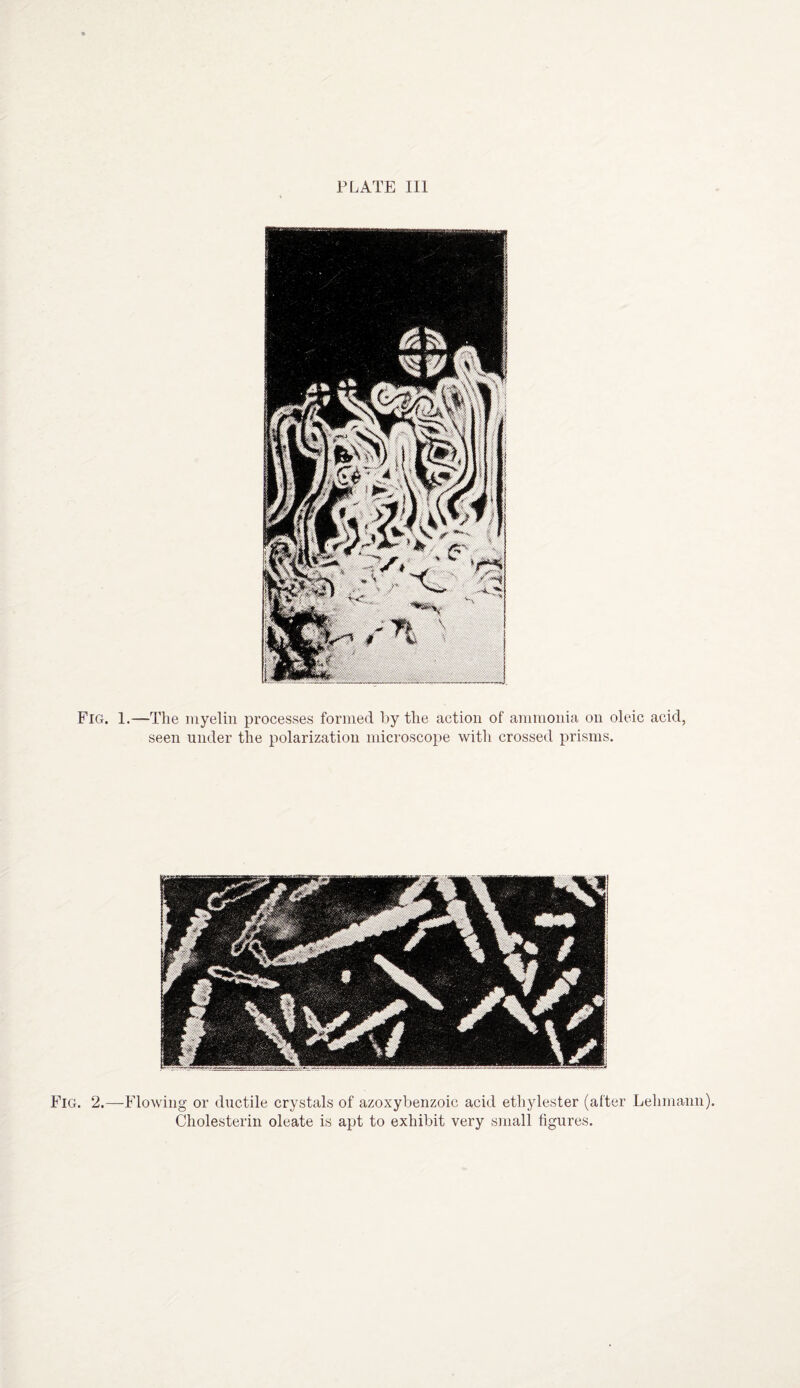 PLATE III Fig. 1.—The myelin processes formed by the action of ammonia on oleic acid, seen under the polarization microscope with crossed prisms. Fig. 2.—Flowing or ductile crystals of azoxybenzoic acid ethylester (after Lehmann). Cholesterin oleate is apt to exhibit very small figures.