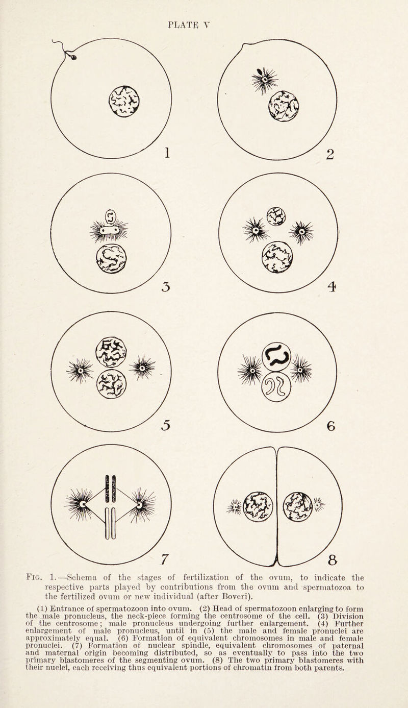 Fig. 1.—-Schema of the stages of fertilization of the ovum, to indicate the respective parts played by contributions from the ovum and spermatozoa to the fertilized ovum or new individual (after Boveri). (1) Entrance of spermatozoon into ovum. (2) Head of spermatozoon enlarging to form the male pronucleus, the neck-piece forming the centrosome of the cell. (3) Division of the centrosome; male pronucleus undergoing further enlargement. (4) Further enlargement of male pronucleus, until in (5) the male and female pronuclei are approximately equal. (6) Formation of equivalent chromosomes in male and female pronuclei. (7) Formation of nuclear spindle, equivalent chromosomes of paternal and maternal origin becoming distributed, so as eventually to pass into the two primary blastomeres of the segmenting ovum. (8) The two primary blastomeres with their nuclei, each receiving thus equivalent portions of chromatin from both parents.