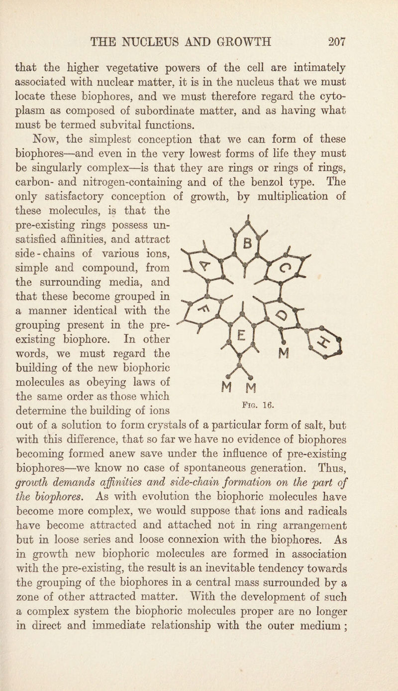 that the higher vegetative powers of the cell are intimately associated with nuclear matter, it is in the nucleus that we must locate these biophores, and we must therefore regard the cyto¬ plasm as composed of subordinate matter, and as having what must be termed subvital functions. Now, the simplest conception that we can form of these biophores—and even in the very lowest forms of life they must be singularly complex—is that they are rings or rings of rings, carbon- and nitrogen-containing and of the benzol type. The only satisfactory conception of growth, by multiplication of these molecules, is that the pre-existing rings possess un¬ satisfied affinities, and attract side-chains of various ions, simple and compound, from the surrounding media, and that these become grouped in a manner identical with the grouping present in the pre¬ existing biophore. In other words, we must regard the building of the new biophoric molecules as obeying laws of the same order as those which determine the building of ions out of a solution to form crystals of a particular form of salt, but with this difference, that so far we have no evidence of biophores becoming formed anew save under the influence of pre-existing biophores—we know no case of spontaneous generation. Thus, growth demands affinities and side-chain formation on the 'part of the biophores. As with evolution the biophoric molecules have become more complex, we would suppose that ions and radicals have become attracted and attached not in ring arrangement but in loose series and loose connexion with the biophores. As in growth new biophoric molecules are formed in association with the pre-existing, the result is an inevitable tendency towards the grouping of the biophores in a central mass surrounded by a zone of other attracted matter. With the development of such a complex system the biophoric molecules proper are no longer in direct and immediate relationship with the outer medium ; Fig. 16.