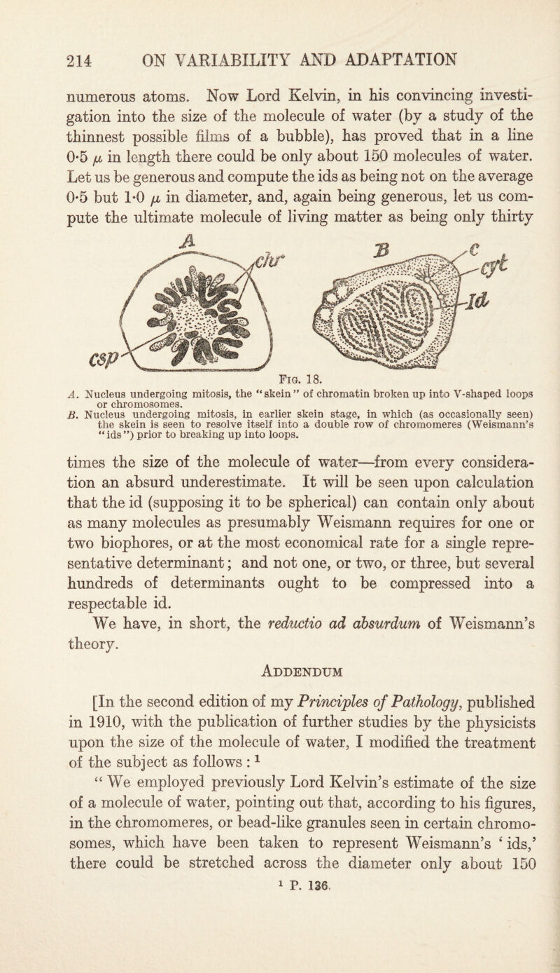 numerous atoms. Now Lord Kelvin, in his convincing investi¬ gation into the size of the molecule of water (by a study of the thinnest possible films of a bubble), has proved that in a line 0-5 ju in length there could be only about 150 molecules of water. Let us be generous and compute the ids as being not on the average 0*5 but 1*0 fi in diameter, and, again being generous, let us com¬ pute the ultimate molecule of living matter as being only thirty A. Nucleus undergoing mitosis, the “skein” of chromatin broken up into V-shaped loops or chromosomes. B. Nucleus undergoing mitosis, in earlier skein stage, in which (as occasionally seen) the skein is seen to resolve itself into a double row of chromomeres (Weismann’s “ ids ”) prior to breaking up into loops. times the size of the molecule of water—from every considera¬ tion an absurd underestimate. It will be seen upon calculation that the id (supposing it to be spherical) can contain only about as many molecules as presumably Weismann requires for one or two biophores, or at the most economical rate for a single repre¬ sentative determinant; and not one, or two, or three, but several hundreds of determinants ought to be compressed into a respectable id. We have, in short, the reductio ad absurdum of Weismann’s theory. Addendum [In the second edition of my Principles of Pathology, published in 1910, with the publication of further studies by the physicists upon the size of the molecule of water, I modified the treatment of the subject as follows :1 “We employed previously Lord Kelvin’s estimate of the size of a molecule of water, pointing out that, according to his figures, in the chromomeres, or bead-like granules seen in certain chromo¬ somes, which have been taken to represent Weismann’s 4 ids,’ there could be stretched across the diameter only about 150 1 P. 136.