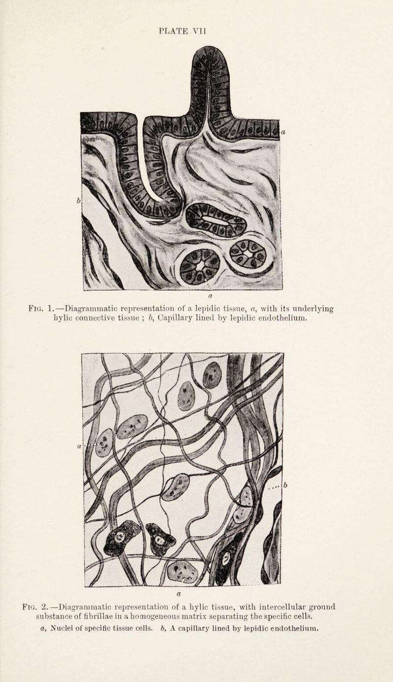 a Fig. 1.—Diagrammatic representation of a lepidic tissue, a, with its underlying hylic connective tissue ; b, Capillary lined by lepidic endothelium. a Fig. 2.—Diagrammatic representation of a hylic tissue, with intercellular ground substance of hbrillae in a homogeneous matrix separating the specific cells. a. Nuclei of specific tissue cells, b, A capillary lined by lepidic endothelium.