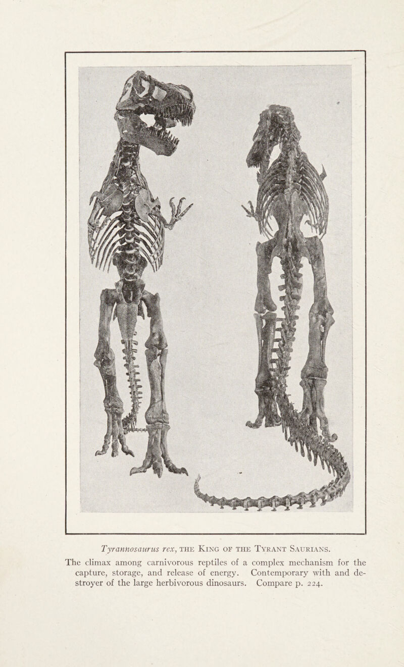 Tyrannosaurus rex, the King of the Tyrant Saurians. The climax among carnivorous reptiles of a complex mechanism for the capture, storage, and release of energy. Contemporary with and de¬ stroyer of the large herbivorous dinosaurs. Compare p. 224.