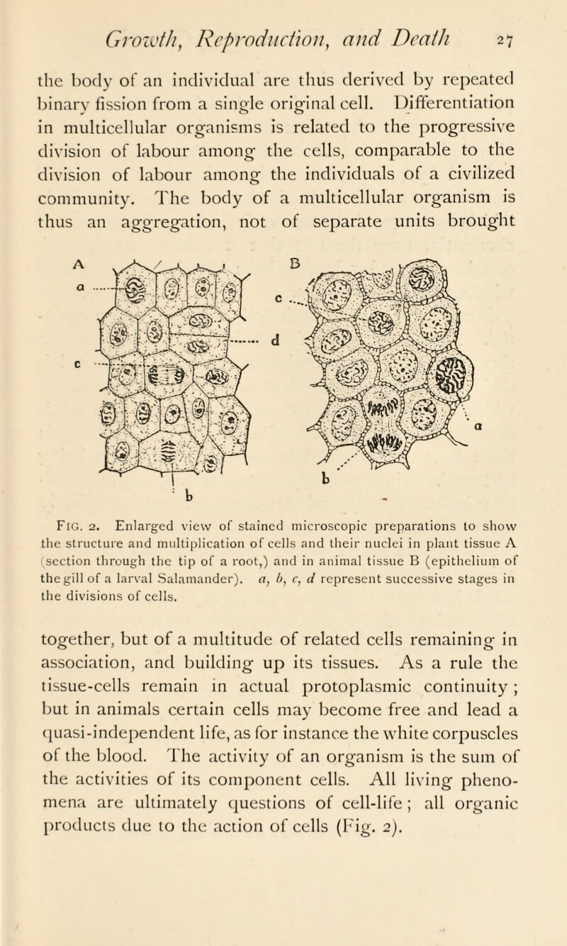 the body of an individual are thus derived by repeated binary fission from a single original cell. Differentiation in multicellular organisms is related to the progressive division of labour among the cells, comparable to the division of labour among the individuals of a civilized community. The body of a multicellular organism is thus an aggregation, not of separate units brought Fig. 2. Enlarged view of stained microscopic preparations to show the structure and multiplication of cells and their nuclei in plant tissue A (section through the tip of a root,) and in animal tissue B (epithelium of the gill of a larval Salamander), a, l>, c, d represent successive stages in the divisions of cells. together, but of a multitude of related cells remaining in association, and building up its tissues. As a rule the tissue-cells remain in actual protoplasmic continuity; but in animals certain cells may become free and lead a quasi-independent life, as for instance the white corpuscles of the blood. The activity of an organism is the sum of the activities of its component cells. All living pheno¬ mena are ultimately questions of cell-life ; all organic products due to the action of cells (Fig. 2).