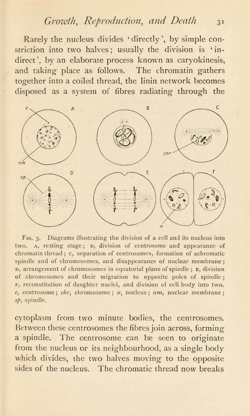 Rarely the nucleus divides 1 directly by simple con¬ striction into two halves; usually the division is 1 in¬ direct’, by an elaborate process known as caryokinesis, and taking place as follows. The chromatin gathers together into a coiled thread, the linin network becomes disposed as a system of fibres radiating through the two. a, resting stage; b, division of centrosome and appearance of chromatin thread ; c, separation of centrosomes, formation of achromatic spindle and of chromosomes, and disappearance of nuclear membrane ; d, arrangement of chromosomes in equatorial plane of spindle ; e, division of chromosomes and their migration to opposite poles of spindle; f, reconstitution of daughter nuclei, and division of cell-body into two. c, centrosome ; chr, chromosome ; n, nucleus ; nm, nuclear membrane ; sp, spindle. cytoplasm from two minute bodies, the centrosomes. Between these centrosomes the fibres join across, forming a spindle. The centrosome can be seen to originate from the nucleus or its neighbourhood, as a single body which divides, the two halves moving to the opposite sides of the nucleus. The chromatic thread now breaks