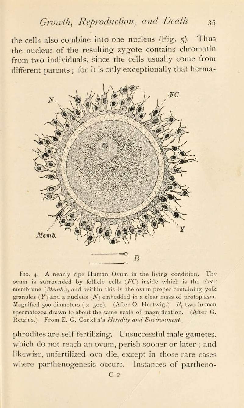 the cells also combine into one nucleus (Fig. 5). Thus the nucleus of the resulting zygote contains chromatin from two individuals, since the cells usually come from different parents ; for it is only exceptionally that herma- Fig. 4. A nearly ripe Human Ovum in the living condition. The ovum is surrounded by follicle cells (FC) inside which is the clear membrane (Mcmb.), and within this is the ovum proper containing yolk granules (F) and a nucleus (N) embedded in a clear mass of protoplasm. Magnified 500 diameters (x 500). (After O. Hertwig.) B, two human spermatozoa drawn to about the same scale of magnification. (After G. Retzius.) From E. G. Conklin’s Heredity and Environment. phrodites are self-fertilizing. Unsuccessful male gametes, which do not reach an ovum, perish sooner or later ; and likewise, unfertilized ova die, except in those rare cases where parthenogenesis occurs. Instances of partheno- C 2