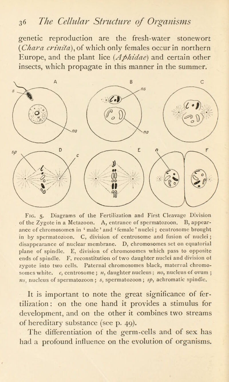 genetic reproduction are the fresh-water stonewort (Char a crinita),o{ which only females occur in northern Europe, and the plant lice (.Aphidae) and certain other insects, which propagate in this manner in the summer. Fig. 5. Diagrams of the Fertilization and First Cleavage Division of the Zjrgote in a Metazoon. A, entrance of spermatozoon. B, appear¬ ance of chromosomes in ‘ male ' and ‘ female ’ nuclei; centrosome brought in by spermatozoon. C, division of centrosome and fusion of nuclei; disappearance of nuclear membrane. D, chromosomes set on equatorial plane of spindle. E, division of chromosomes which pass to opposite ends of spindle. F. reconstitution of two daughter nuclei and division ot zygote into two cells. Paternal chromosomes black, maternal chromo¬ somes white. c, centrosome ; n, daughter nucleus ; no, nucleus of ovum ; its, nucleus of spermatozoon ; s, spermatozoon ; s/>, achromatic spindle. It is important to note the great significance of fer¬ tilization : on the one hand it provides a stimulus for development, and on the other it combines two streams of hereditary substance (see p. 49). The differentiation of the germ-cells and of sex has had a profound influence on the evolution of organisms.