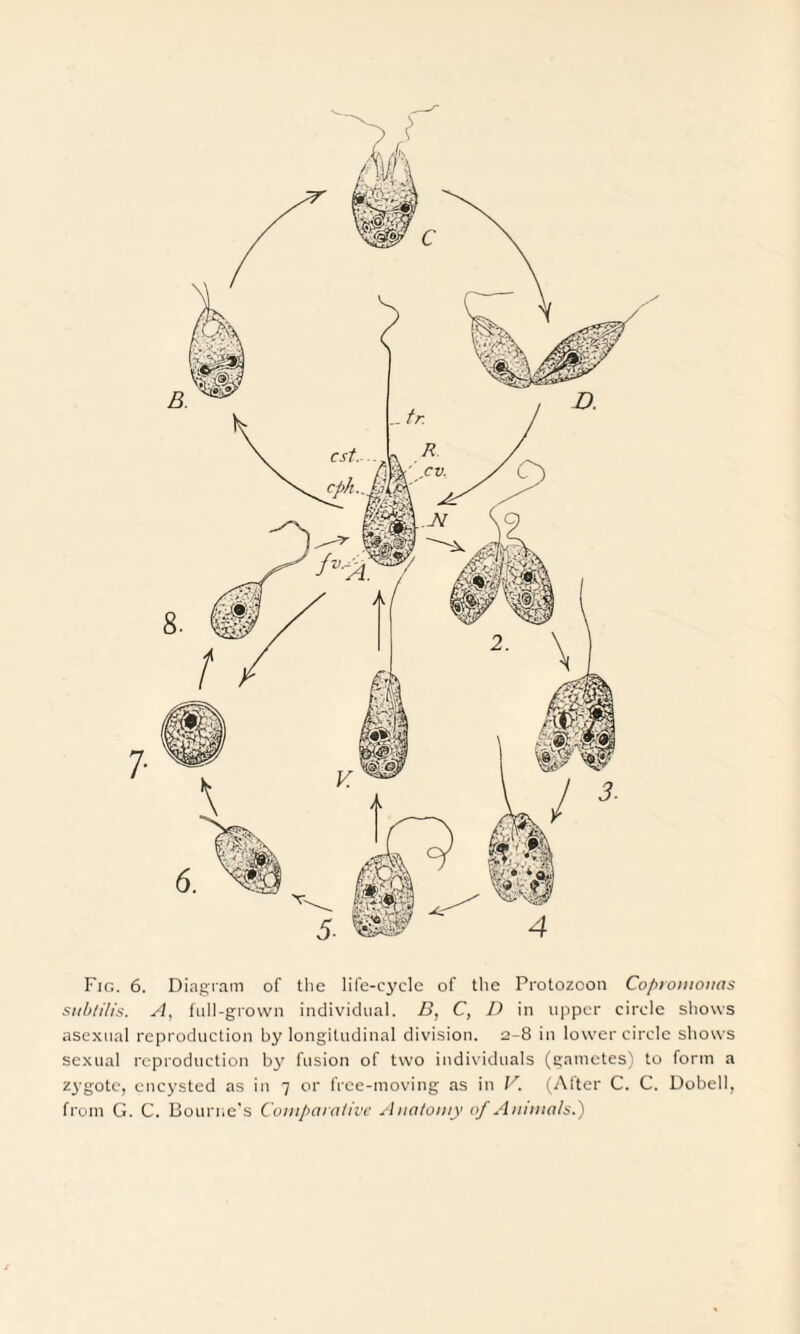Fig. 6. Diagram of the life-cycle of the Protozoon Copromonas subtilis. A, full-grown individual. B, C, D in upper circle shows asexual reproduction by longitudinal division. 2-8 in lower circle shows sexual reproduction by fusion of two individuals (gametes) to form a zygote, encysted as in 7 or free-moving as in V. (After C. C. Dobell, from G. C. Bourne's Comparative Anatomy of Animals.)