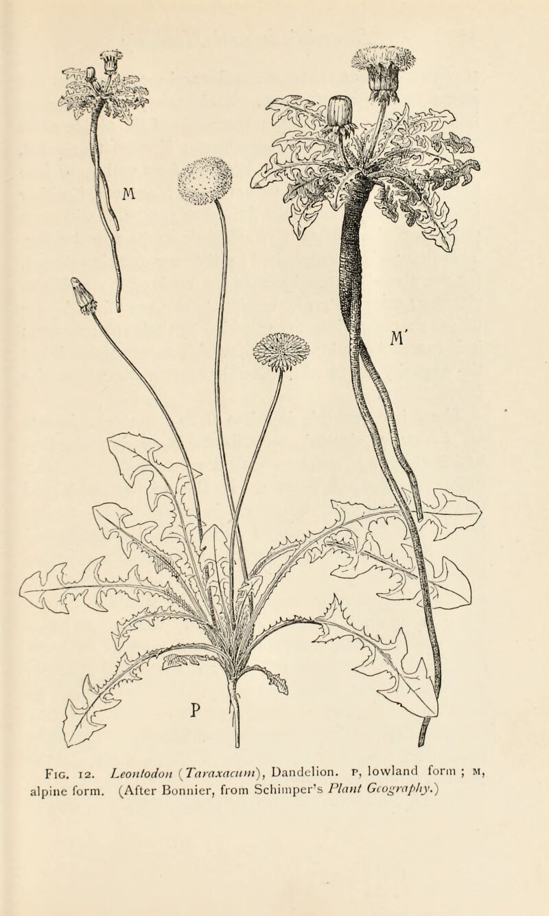 Fig. 12. Leontodon {Taraxacum), Dandelion, p, lowland form; m, alpine form. (After Bonnier, from Schimper’s Plant Geography.)