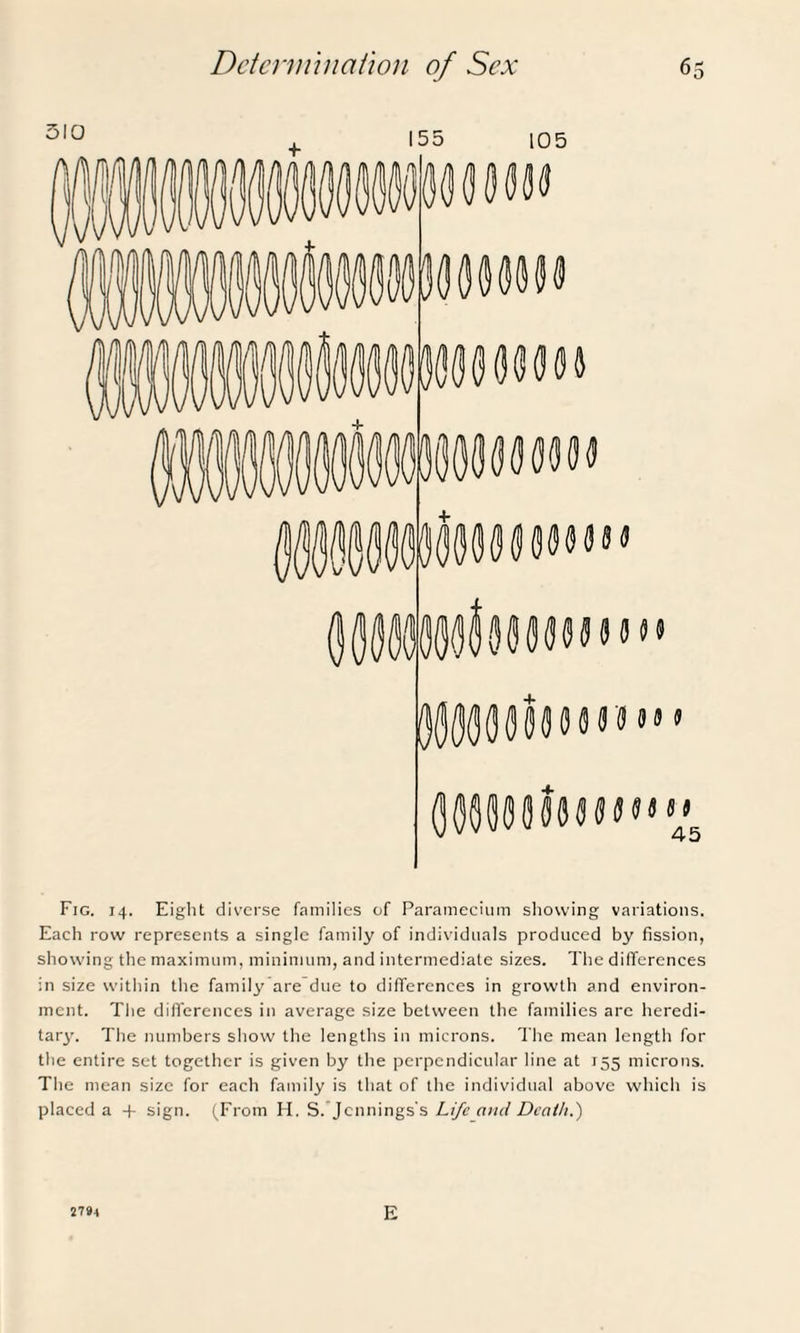 Fig. 14. Eight diverse families of Paramecium showing variations. Each row represents a single family of individuals produced by fission, showing the maximum, minimum, and intermediate sizes. The differences in size within the family are due to differences in growth and environ¬ ment. The differences in average size between the families arc heredi¬ tary. The numbers show the lengths in microns. The mean length for the entire set together is given by the perpendicular line at 155 microns. The mean size for each family is that of the individual above which is placed a + sign. (From H. S. Jennings's Life and Death.) 279-1 E