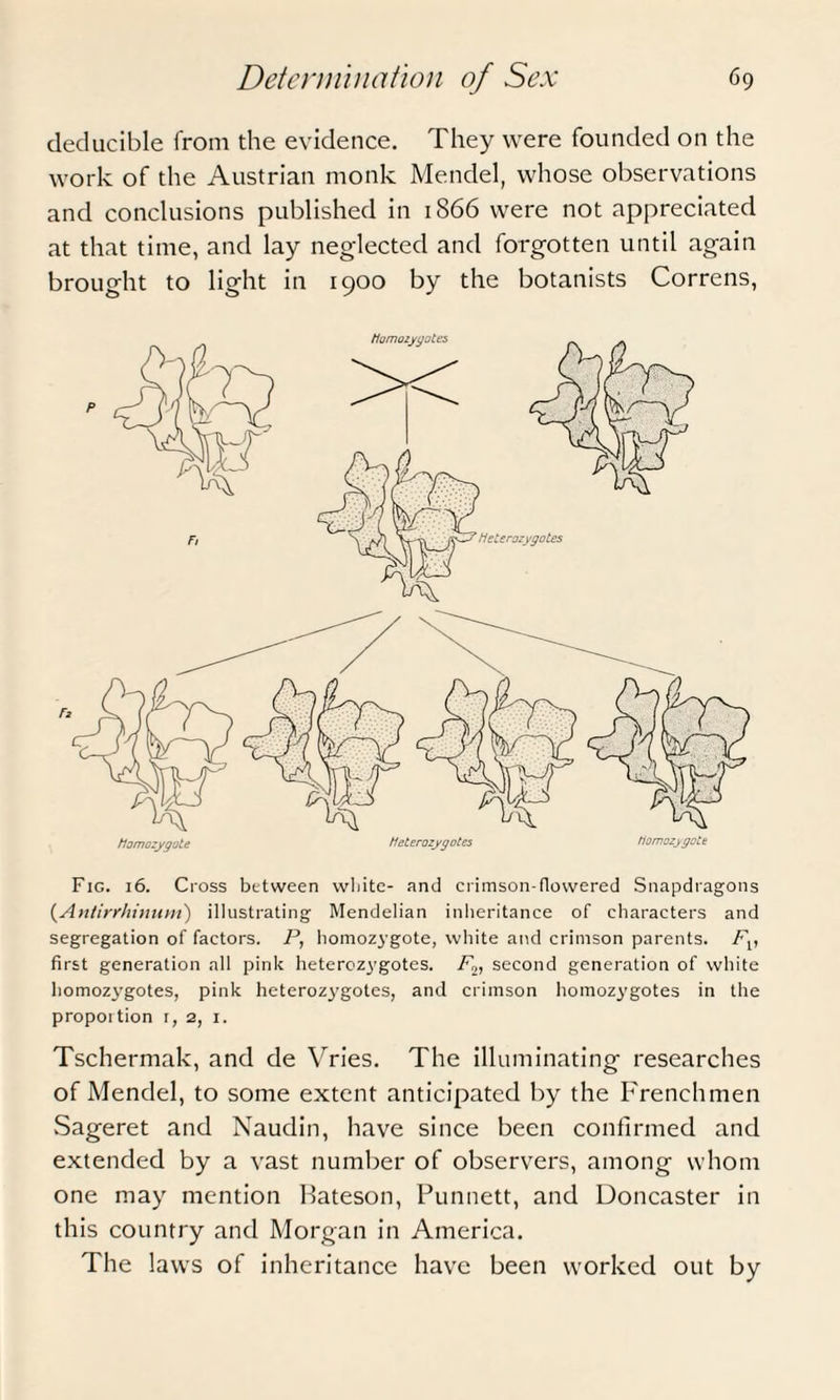 deducible from die evidence. They were founded on the work of the Austrian monk Mendel, whose observations and conclusions published in 1866 were not appreciated at that time, and lay neglected and forgotten until again brought to light in 1900 by the botanists Correns, Fig. 16. Cross between white- and crimson-flowered Snapdragons (Antirrhinum) illustrating Mendelian inheritance of characters and segregation of factors. P, homozygote, white and crimson parents. Fv first generation all pink heterozygotes. Fv second generation of white homozygotes, pink heteroz3’gotes, and crimson homozygotes in the propoi tion r, 2, 1. Tschermak, and de Vries. The illuminating researches of Mendel, to some extent anticipated by the Frenchmen Sageret and Naudin, have since been confirmed and extended by a vast number of observers, among whom one may mention Bateson, Punnett, and Doncaster in this country and Morgan in America. The laws of inheritance have been worked out by