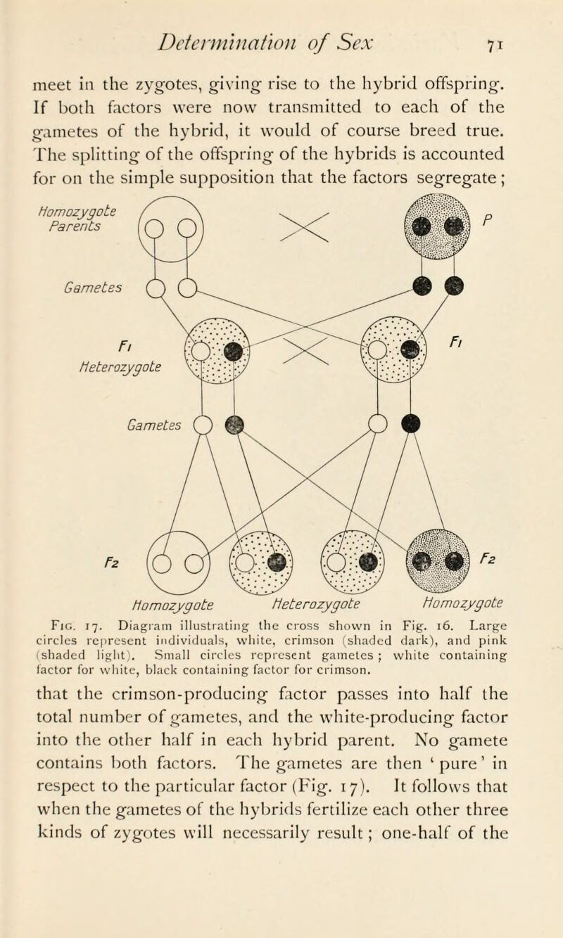 meet in the zygotes, giving rise to the hybrid offspring. If both factors were now transmitted to each of the gametes of the hybrid, it would of course breed true. The splitting of the offspring of the hybrids is accounted for on the simple supposition that the factors segregate; Fig. 17. Diagram illustrating the cross shown in Fig. 16. Large circles represent individuals, white, crimson (shaded dark), and pink (shaded light . Small circles represent gametes ; white containing factor for white, black containing factor for crimson. that the crimson-producing factor passes into half the total number of gametes, and the white-producing factor into the other half in each hybrid parent. No gamete contains both factors. The gametes are then ‘pure’ in respect to the particular factor (Fig. 17). It follows that when the gametes of the hybrids fertilize each other three kinds of zygotes will necessarily result; one-half of the
