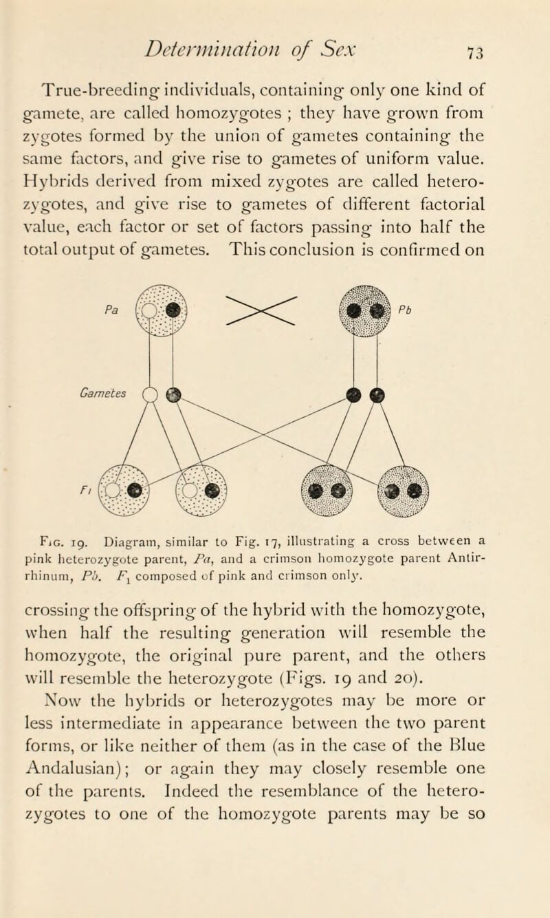 True-breeding- individuals, containing- only one kind of gamete, are called homozygotes ; they have grown from zygotes formed by the union of gametes containing the same factors, and give rise to gametes of uniform value. Hybrids derived from mixed zygotes are called hetero¬ zygotes, and give rise to gametes of different factorial value, each factor or set of factors passing into half the total output of gametes. This conclusion is confirmed on Fig. 19. Diagram, similar to Fig. 17, illustrating a cross between a pink heterozygote parent, Pa, and a crimson homozygote parent Antir¬ rhinum, Pl>. Fl composed of pink and crimson only'. crossing the offspring of the hybrid with the homozygote, when half the resulting generation will resemble the homozygote, the original pure parent, and the others will resemble the heterozygote (Figs. 19 and 20). Now the hybrids or heterozygotes may be more or less intermediate in appearance between the two parent forms, or like neither of them (as in the case of the Blue Andalusian); or again they may closely resemble one of the parents. Indeed the resemblance of the hetero¬ zygotes to one of the homozygote parents may be so