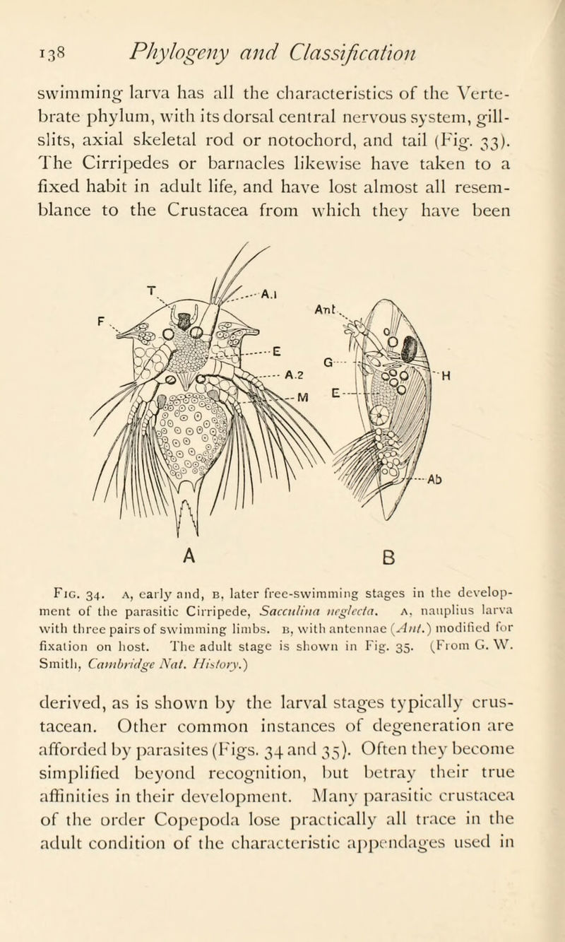 swimming larva has all the characteristics of the Verte¬ brate phylum, with its dorsal central nervous system, gill- slits, axial skeletal rod or notochord, and tail (Fig. 33). The Cirripedes or barnacles likewise have taken to a fixed habit in adult life, and have lost almost all resem¬ blance to the Crustacea from which they have been Fig. 34. a, early and, b, later free-swimming stages in the develop¬ ment of the parasitic Cirripede, Saccii/ina urg/ec/a. a. nauplius larva with three pairs of swimming limbs, b, with antennae (Ait/.) modified for fixation on host. The adult stage is shown in Fig. 35. (From G. W. Smith, Cambridge Nat. History.) derived, as is shown by the larval stages typically crus¬ tacean. Other common instances of degeneration are afforded by parasites (Figs. 34 and 35). Often they become simplified beyond recognition, but betray their true affinities in their development. Many parasitic Crustacea of the order Copepoda lose practically all trace in the adult condition of the characteristic appendages used in